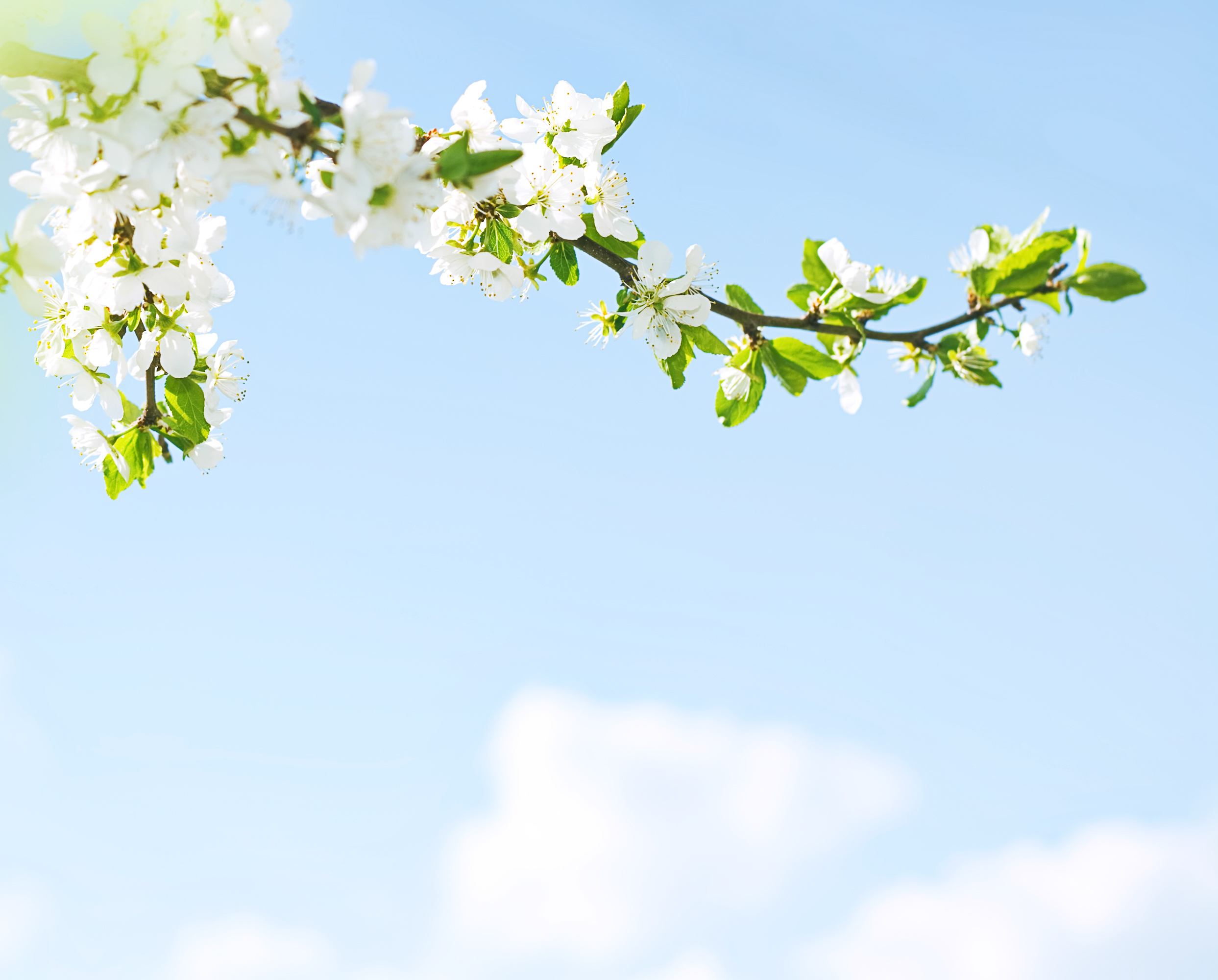 Branch with spring flowers photo