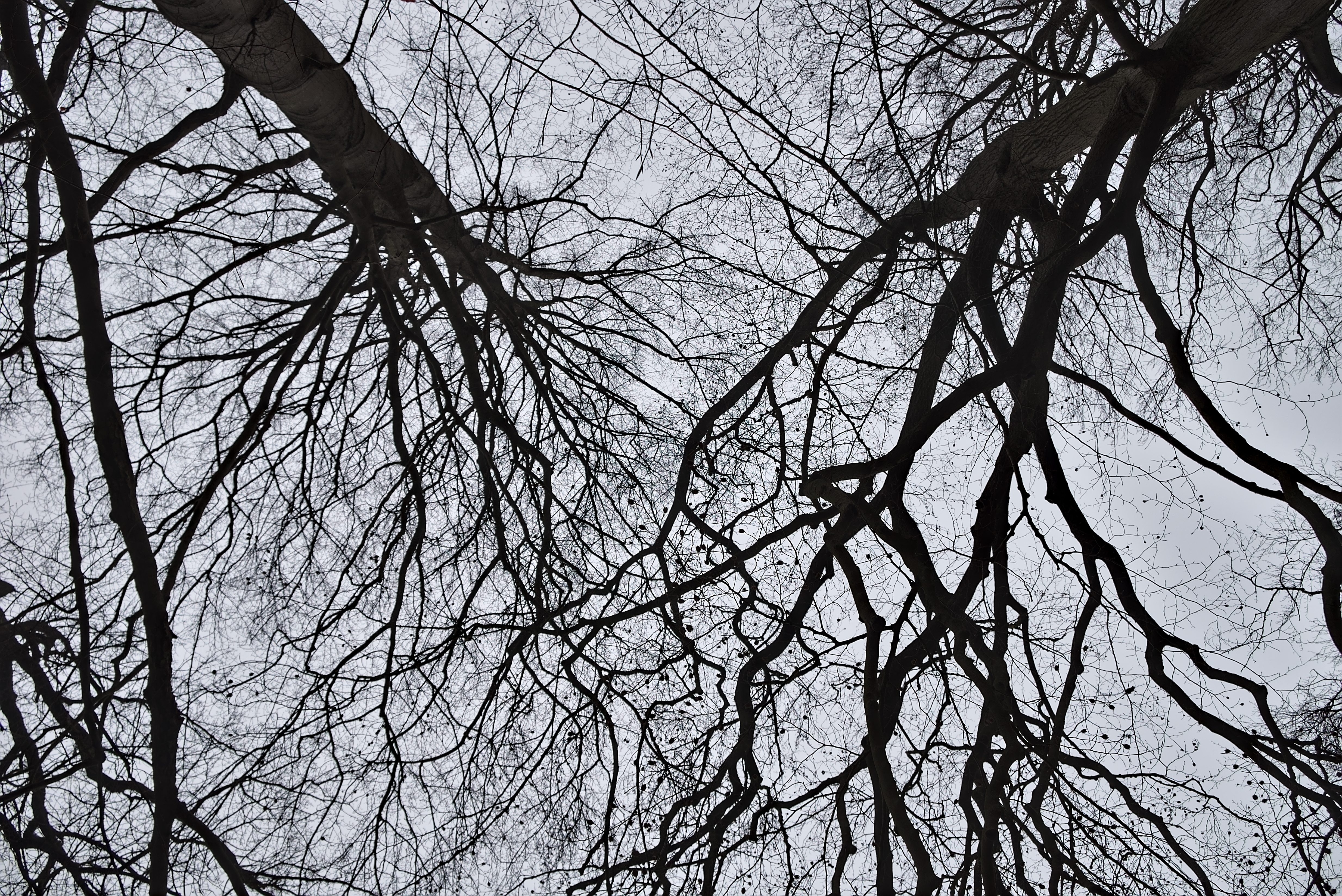 Thin branches photo