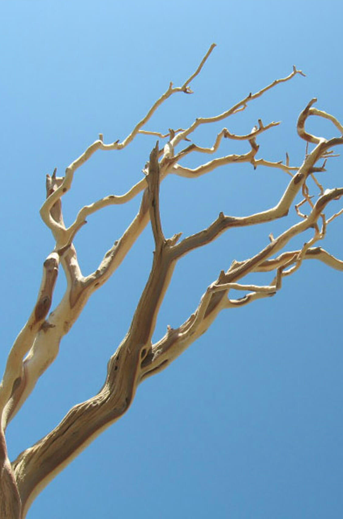 Tree branch photo