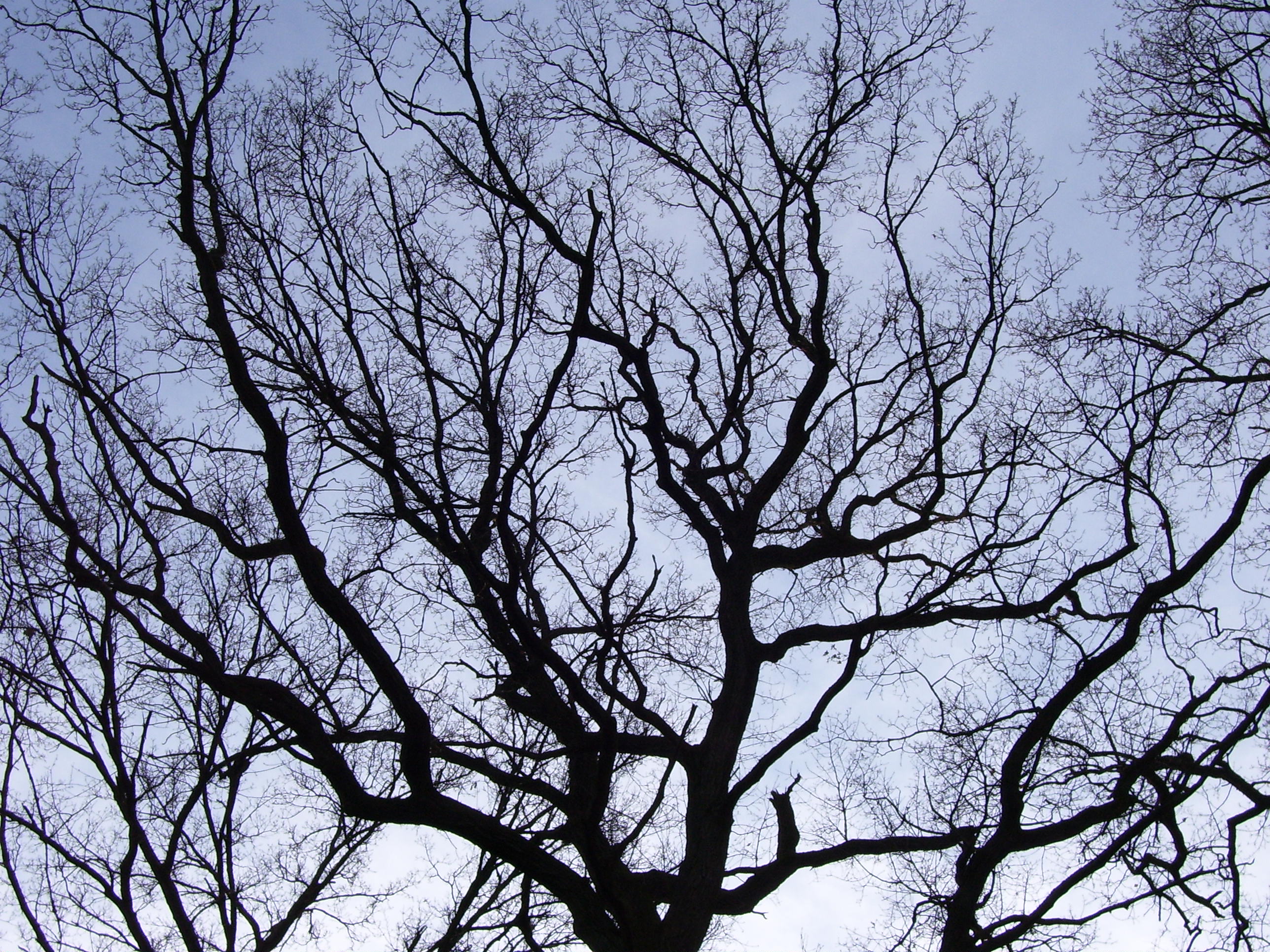 File:Branches of a tree.JPG - Wikimedia Commons