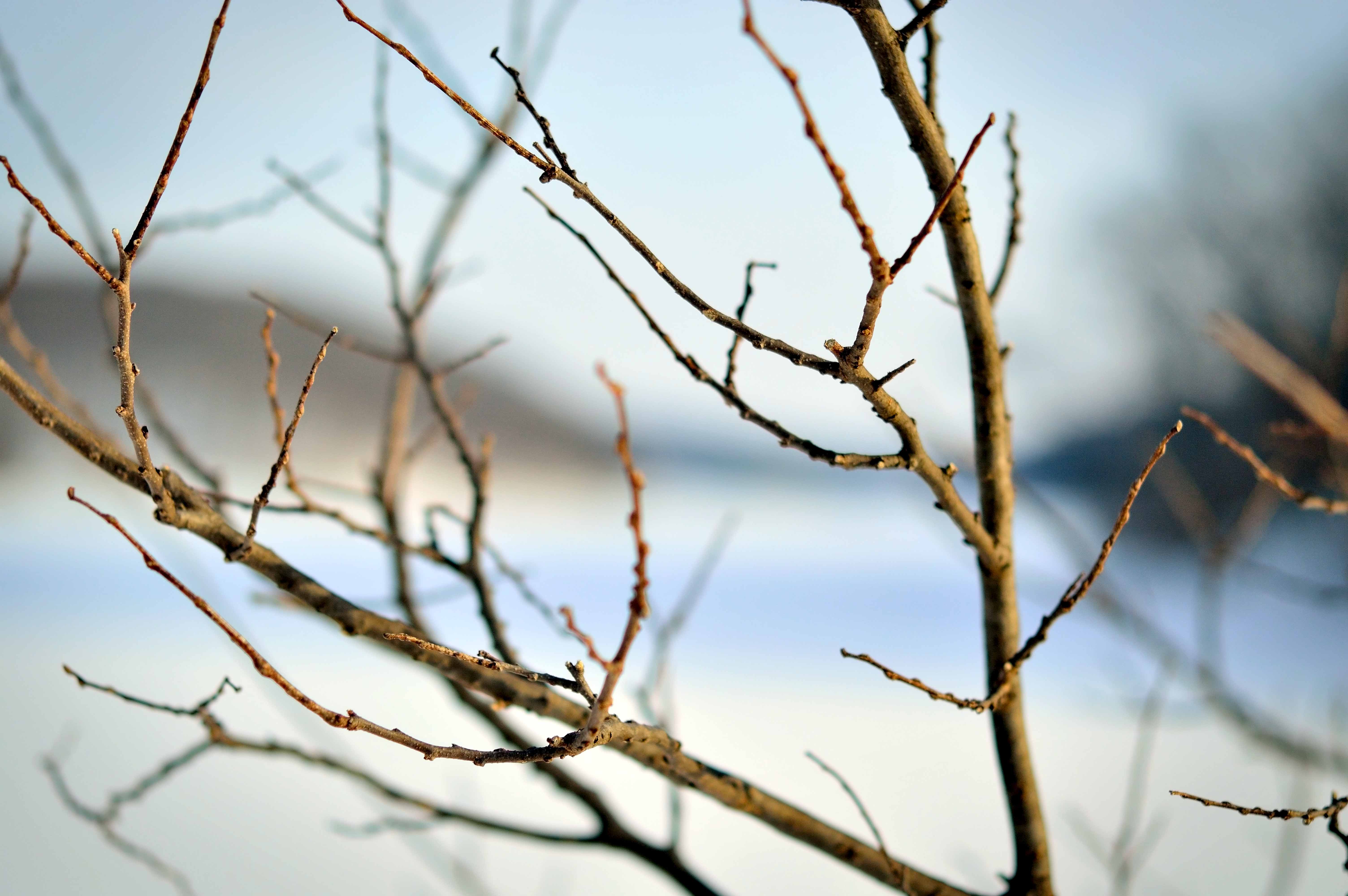 the softness of winter branches | Sunearthsky