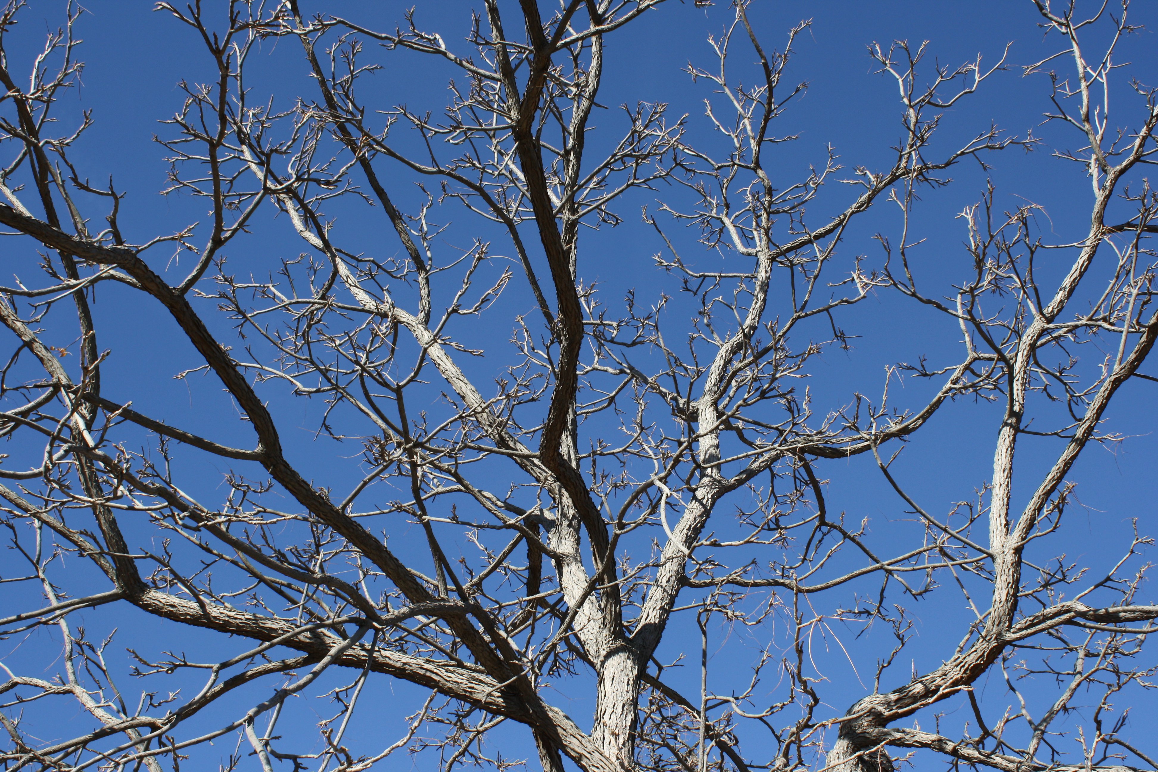 Tree Branches against Blue Sky Picture | Free Photograph | Photos ...