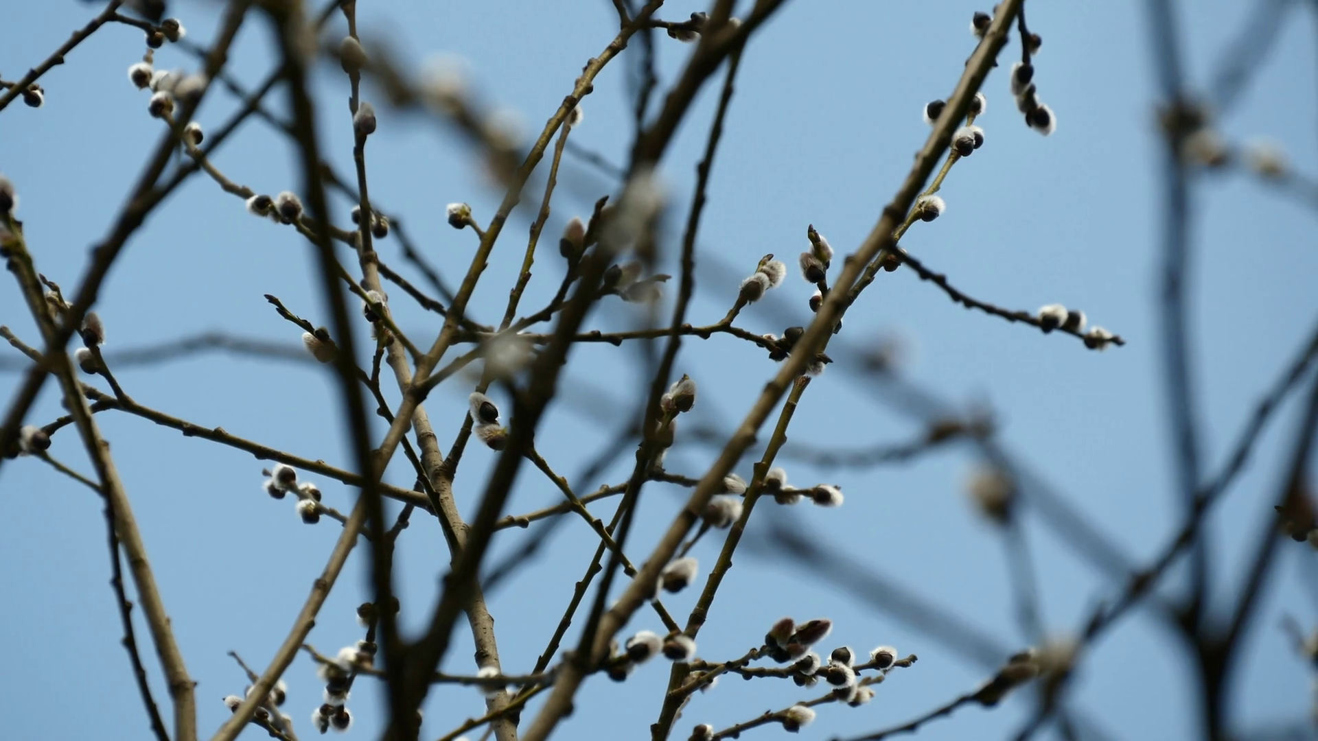 swaying willow branches in a spring breeze Stock Video Footage ...