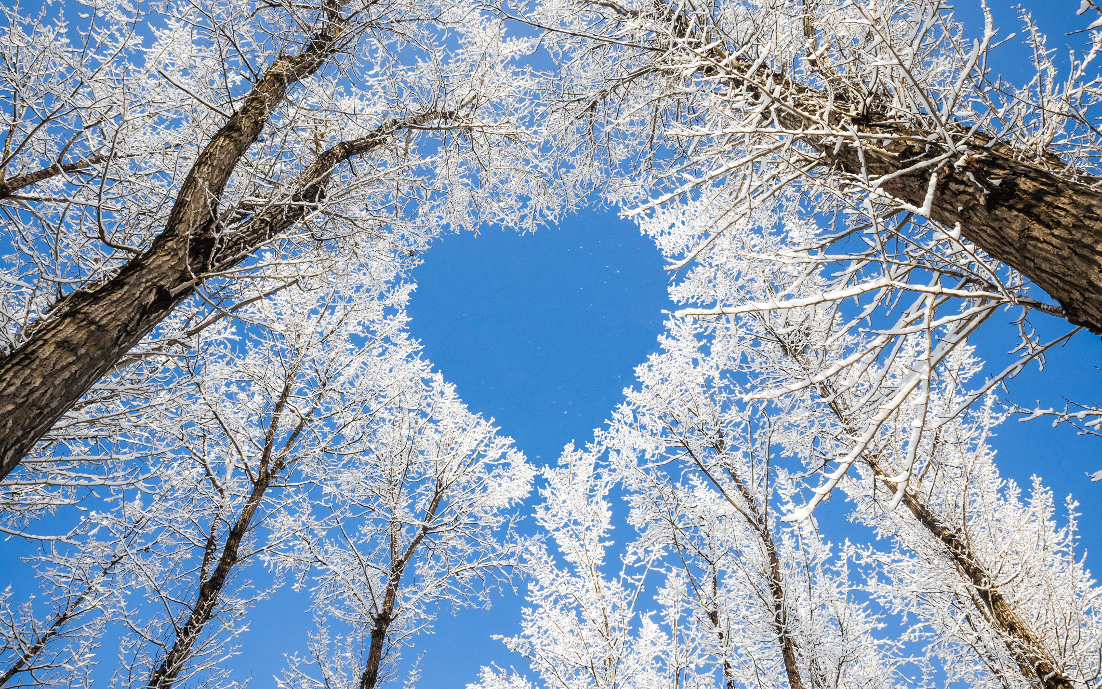 Image Heart Nature Winter Snow Branches Trees 3840x2400