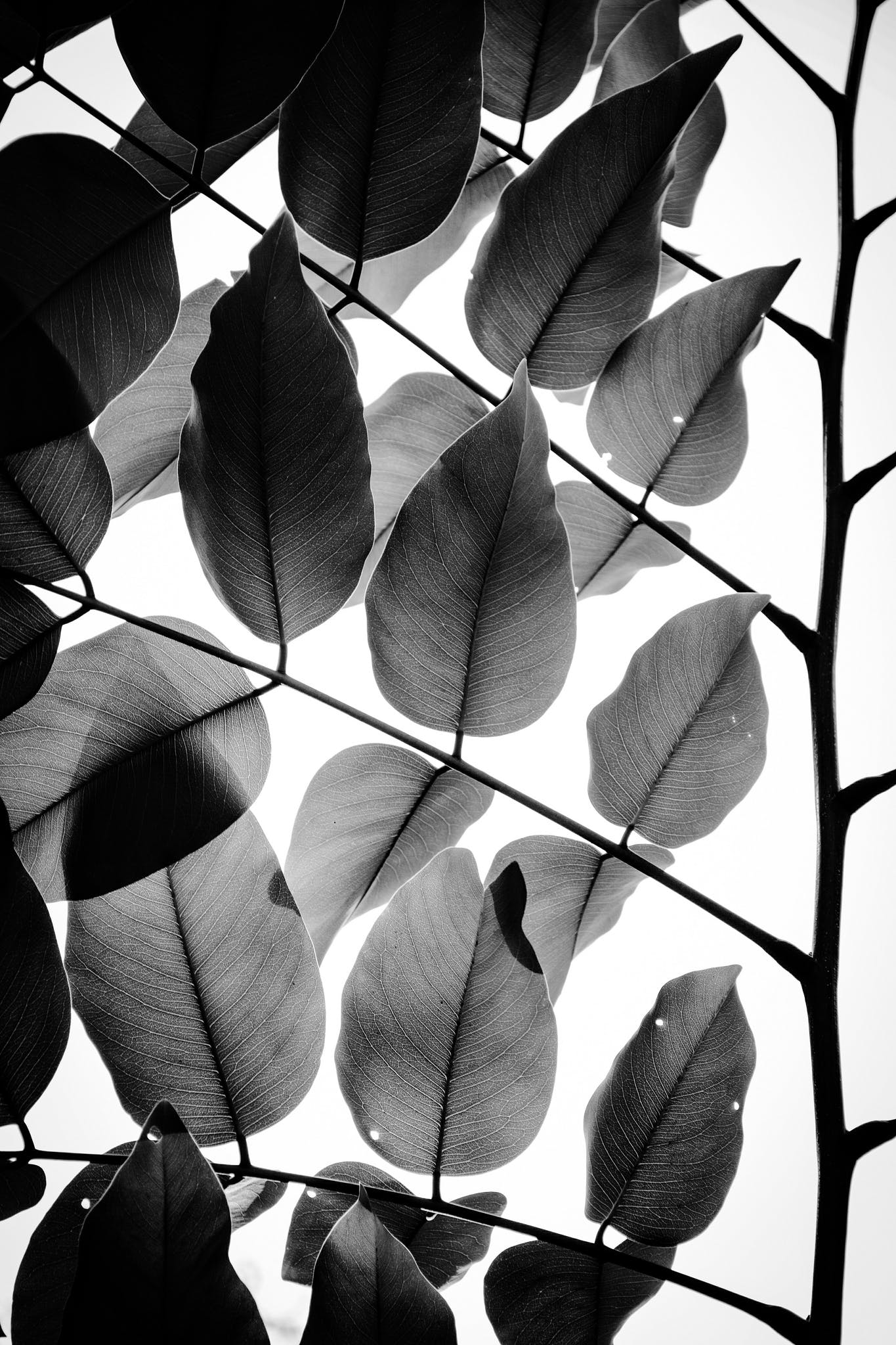 Shop Branches and Leaves II | Limited Edition Fine Art Print / 10 on ...