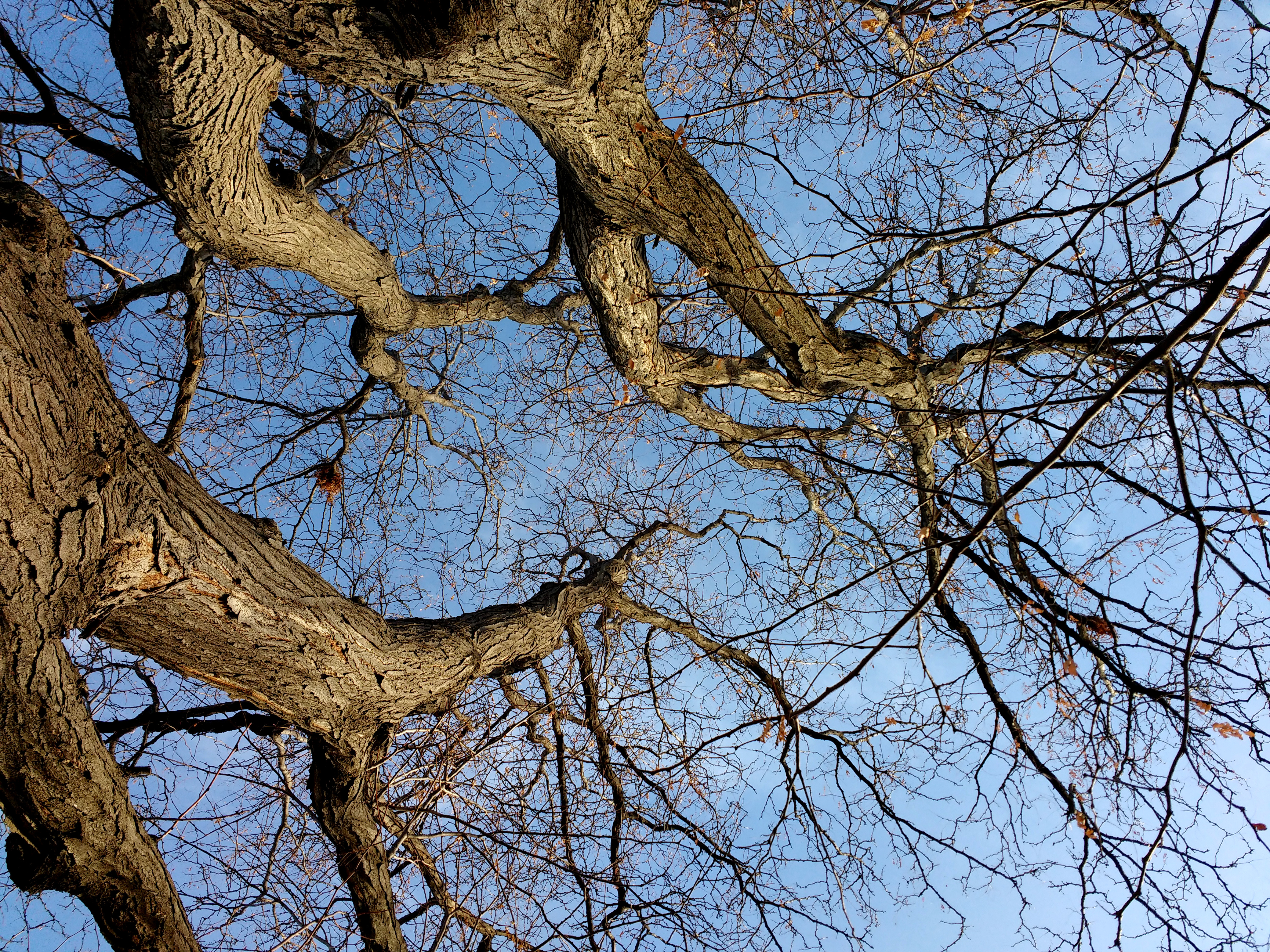 Winter Tree Branches From Below Picture | Free Photograph | Photos ...