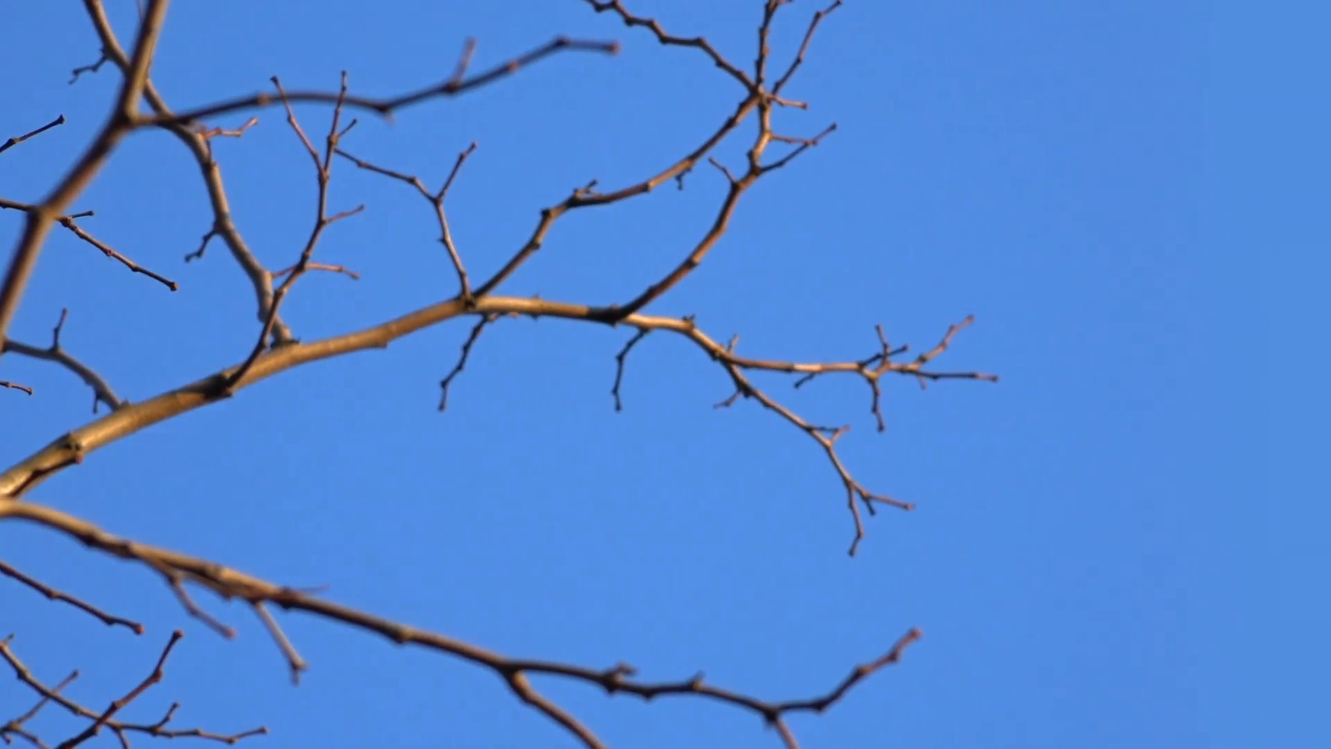 Autunmal nude branches on blue sky - No leaves, no clouds ...