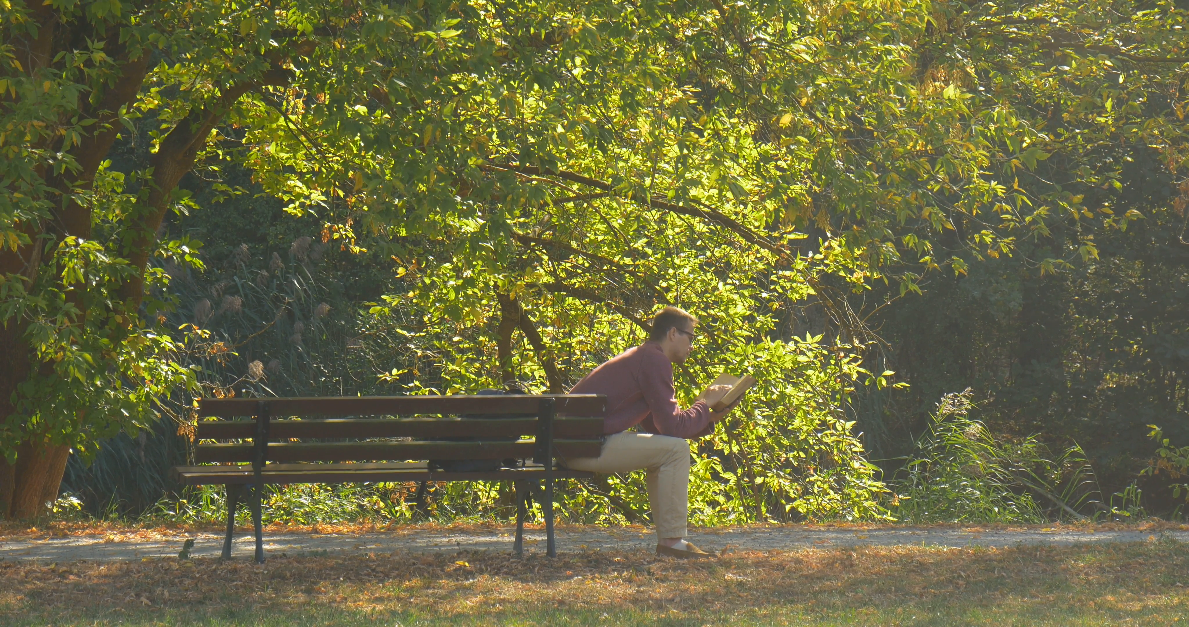 Man is Sitting on The Bench And Reading a Book Man Has Turned and ...