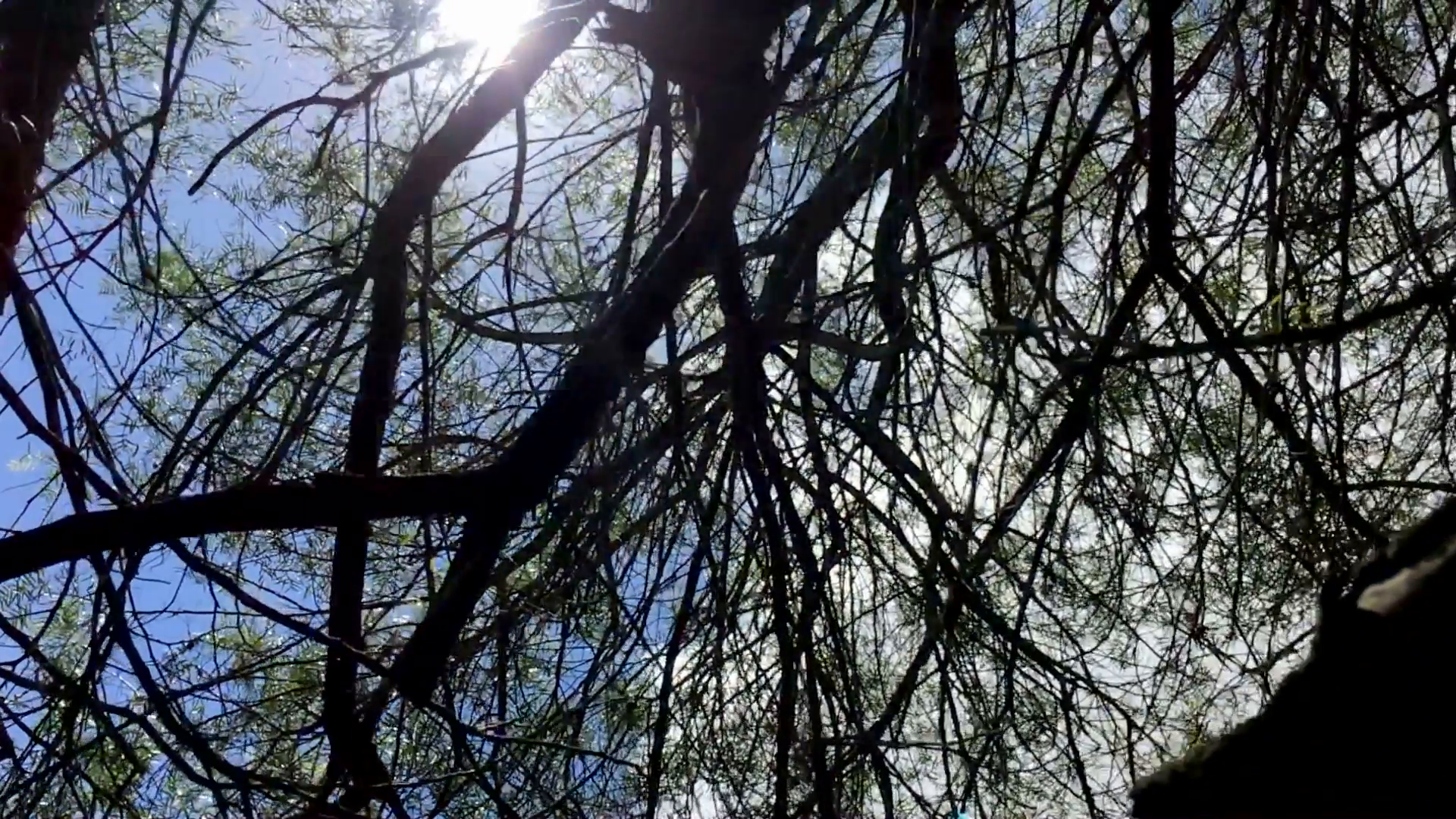 Cinematic steadycam gimbal shot of branches and trees with sunlight ...