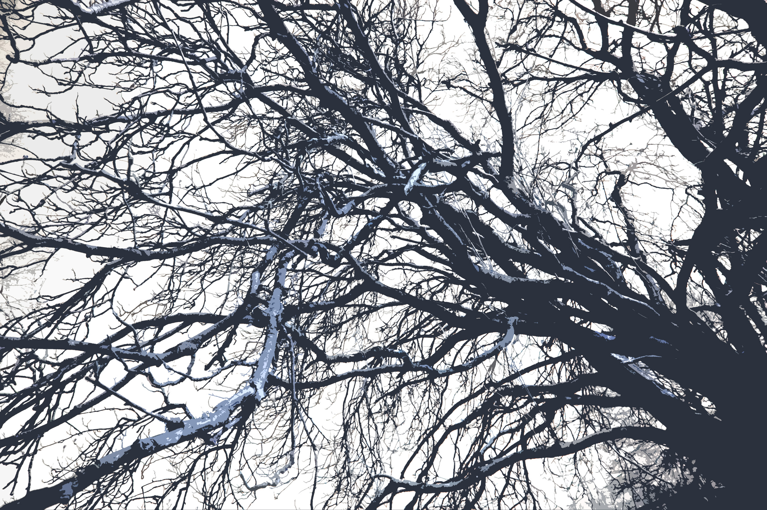 Free Stock Photo 3000-winter trees branches | freeimageslive