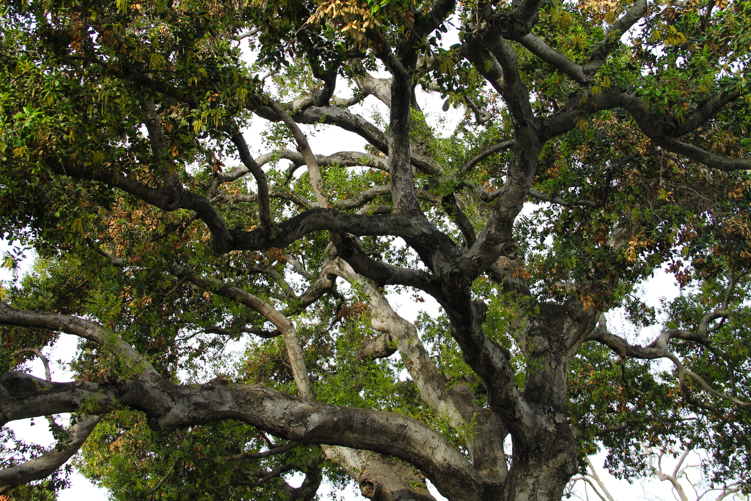 Free Stock Photo of Looking Up at Branches & Leaves of Large Tree