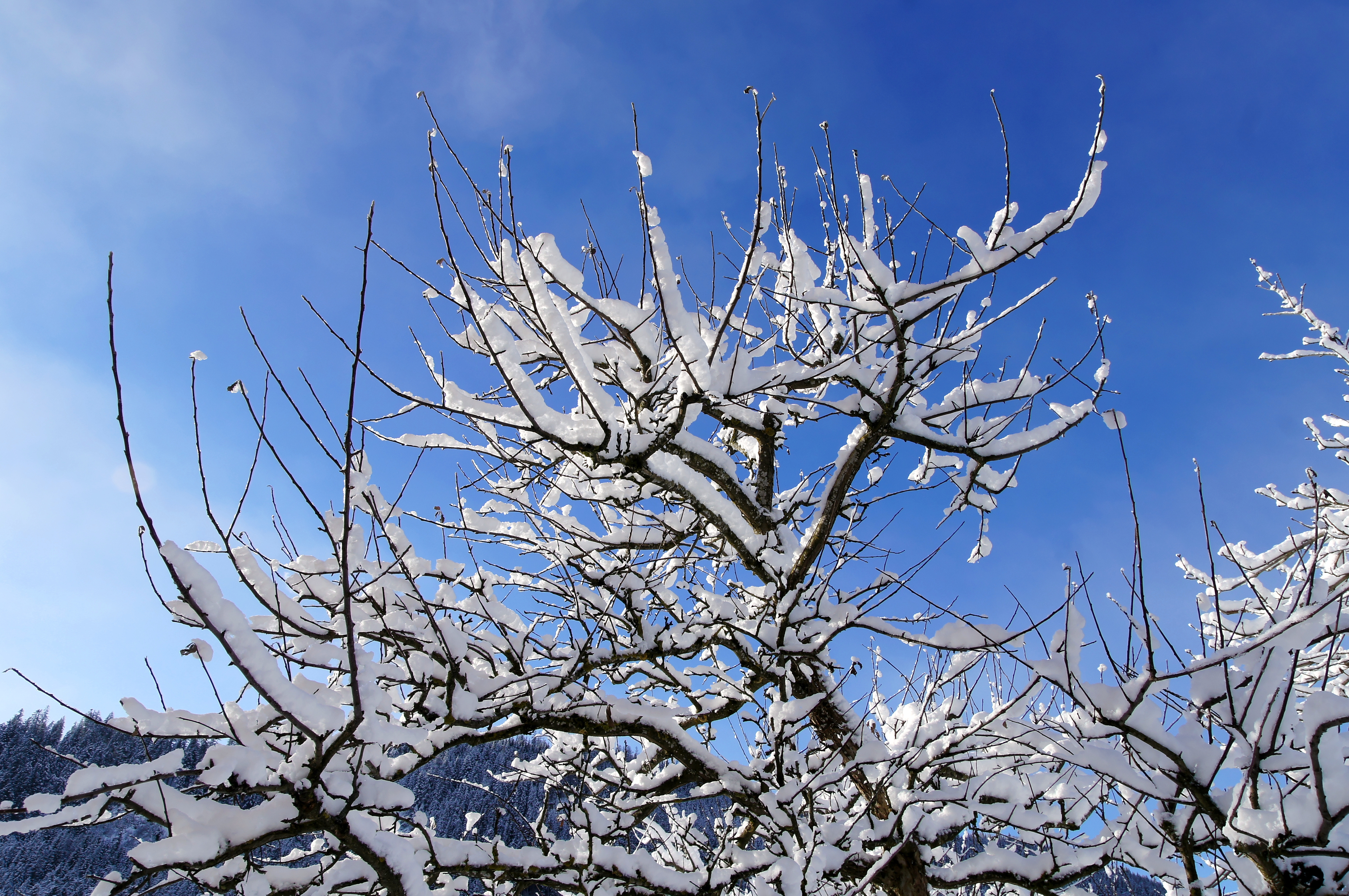 Snow on the branches of trees - Our Great Photos