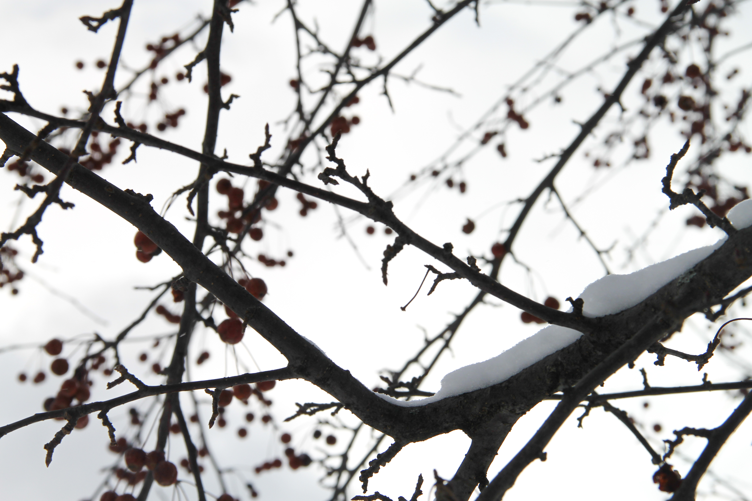 Free Stock Photo of Tree Branches with Snow & Berries