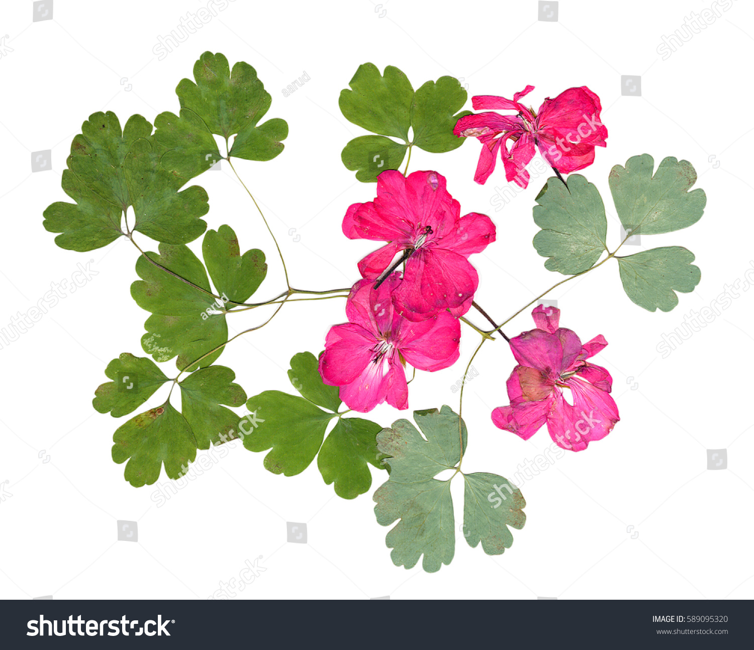 Isolated Pink Geranium Collection Elements Application Stock Photo ...