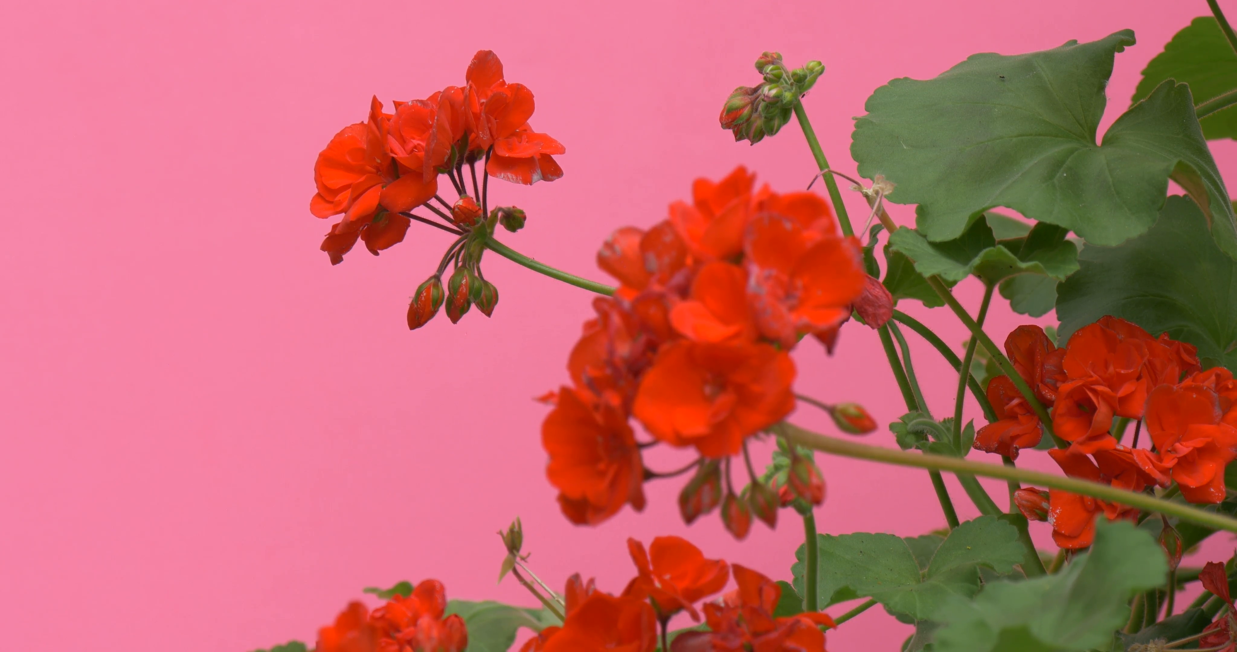 Red Geranium Flowers, Branches Closeup, Green Leaves Stock Video ...