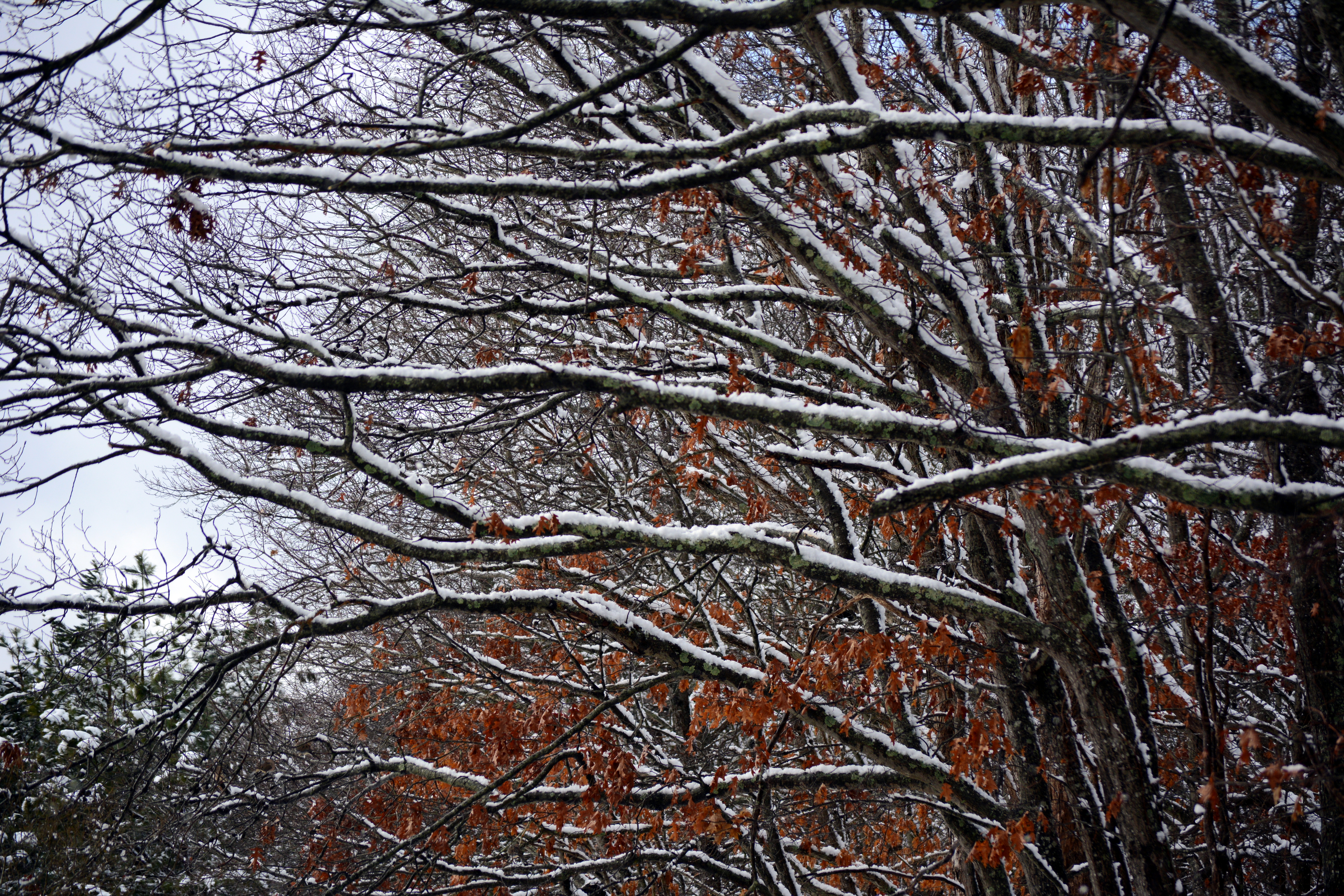Branches weighed down by snow photo