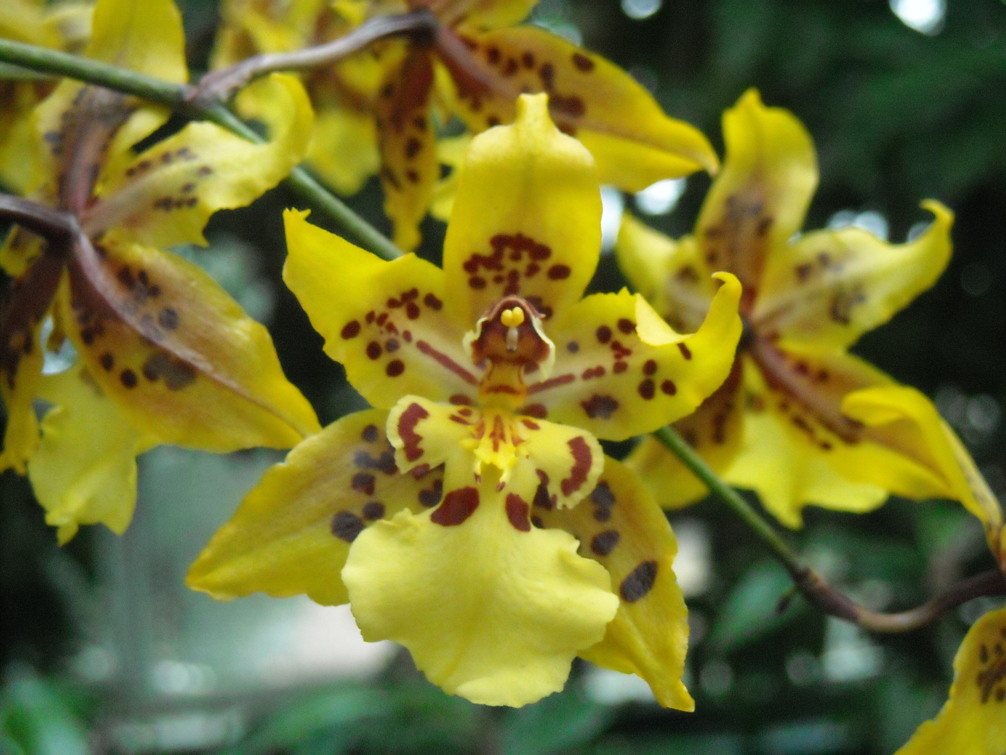Dancing Lady Orchids | DANCING PERFECTLY FREE