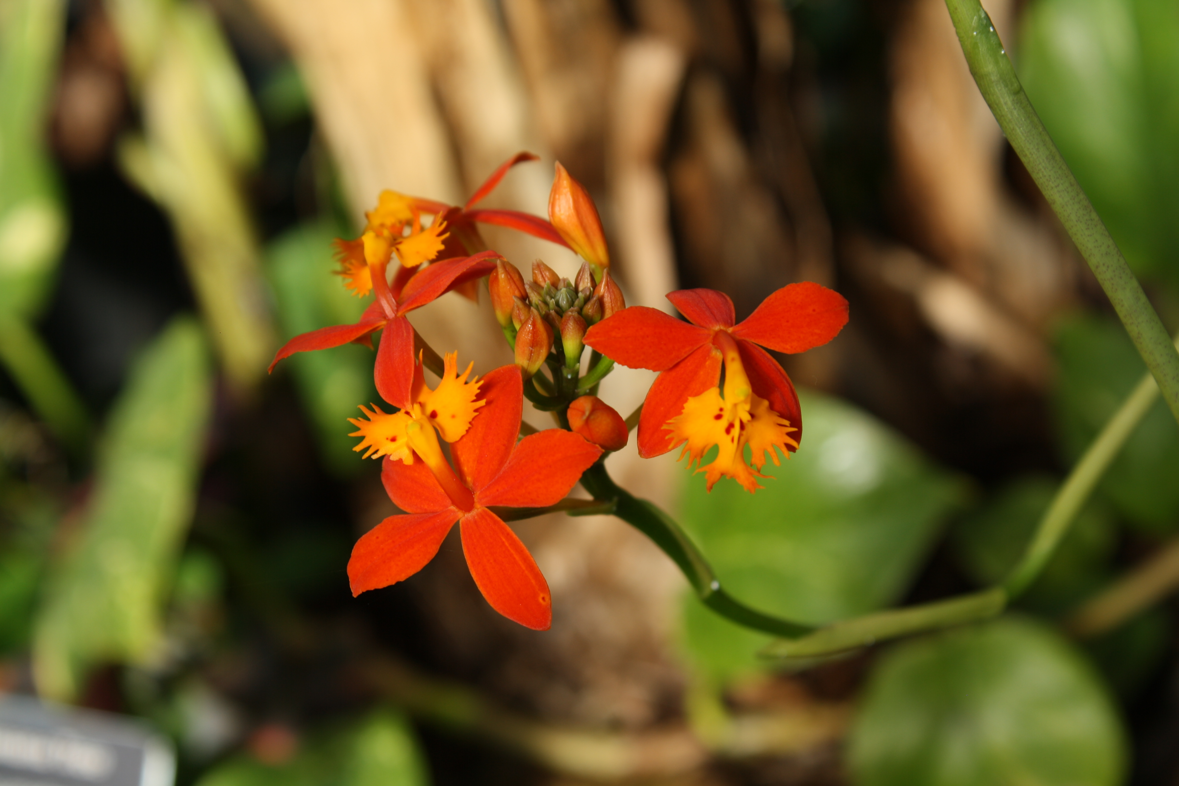 orchids | URI Botanical Gardens Blog