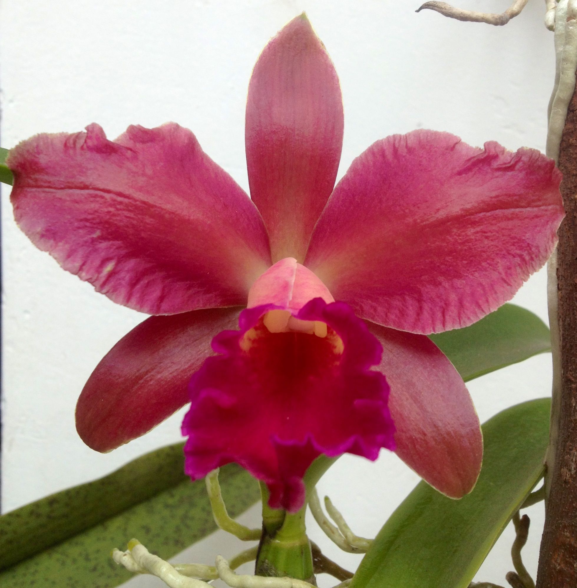Brazilian Orchid | Indoor Plants | Pinterest | Orchid and Plants