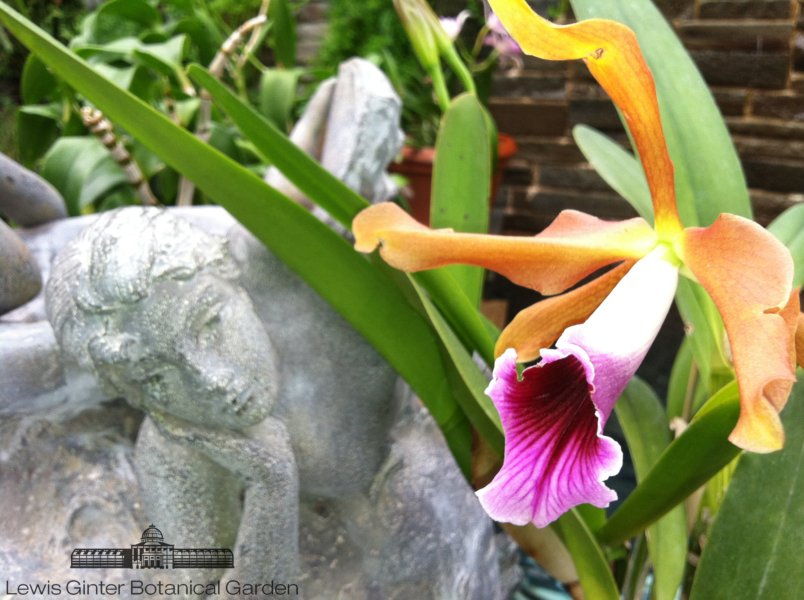 Brazilian Orchid Blooms in Conservatory - Lewis Ginter Botanical Garden