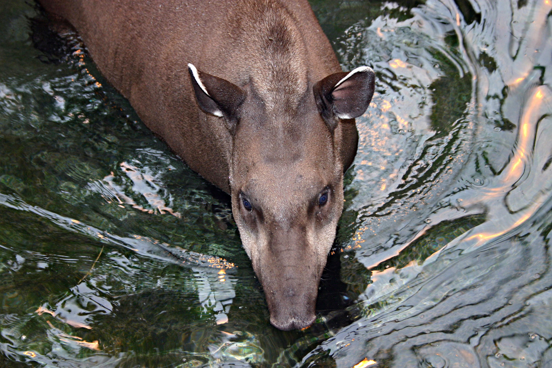 Brazilian tapir in water photo