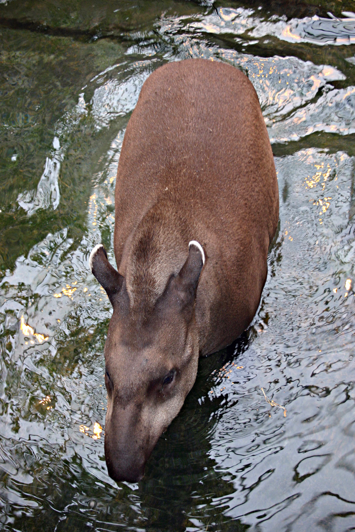 Brazilian tapir walking in water photo