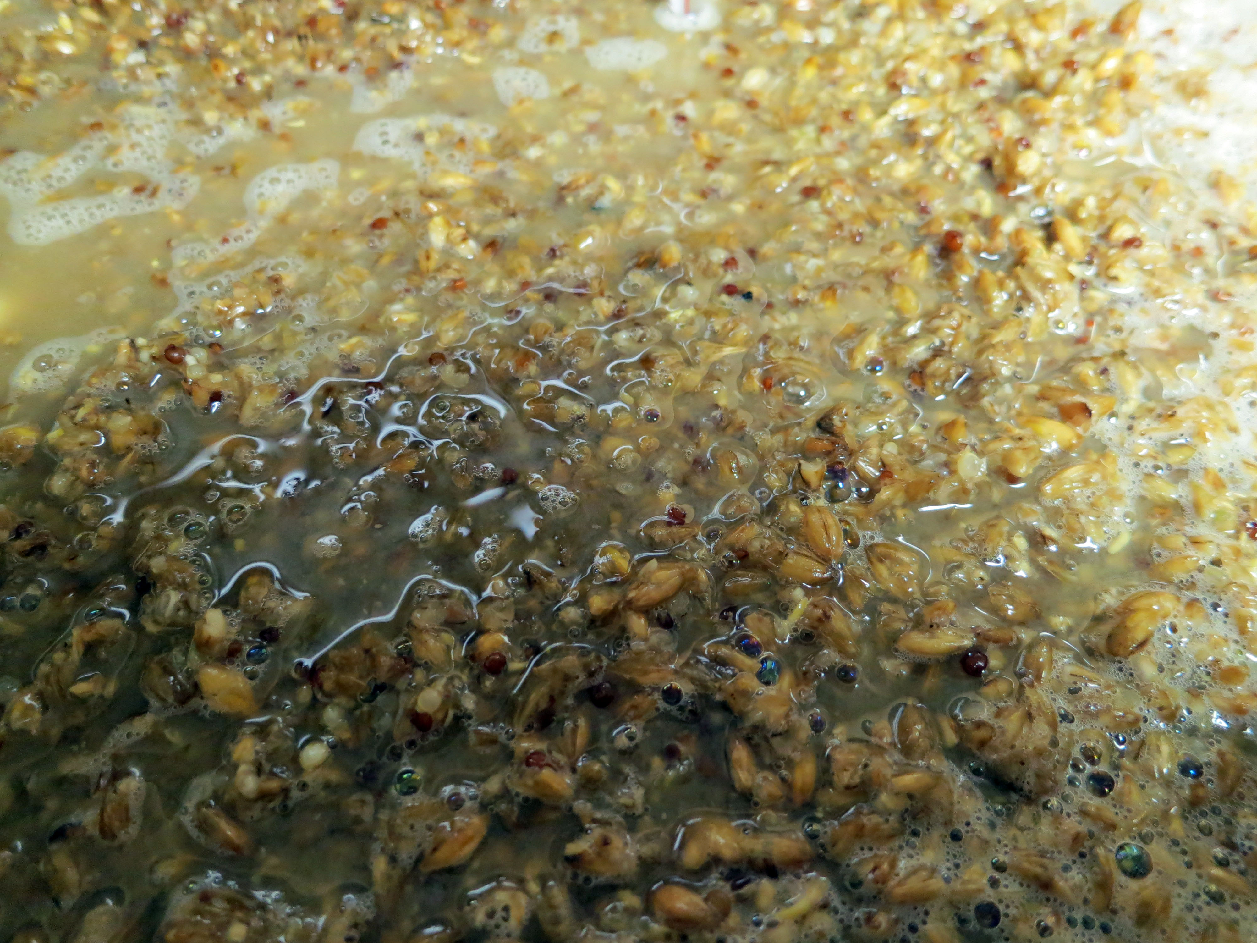 Brewing with quinoa photo