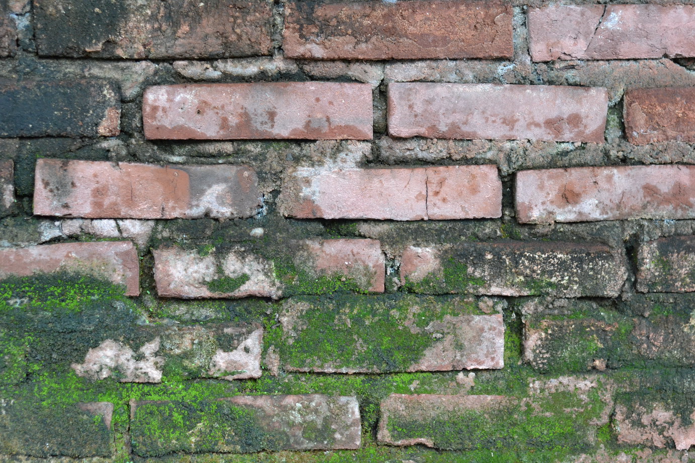 Brick and moss wall texture photo
