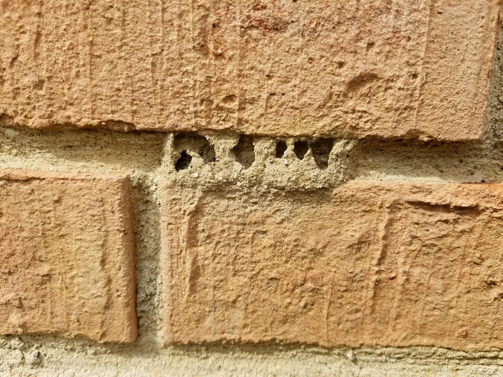 Trying to identify insect making these nests in my brick wall - Ask ...