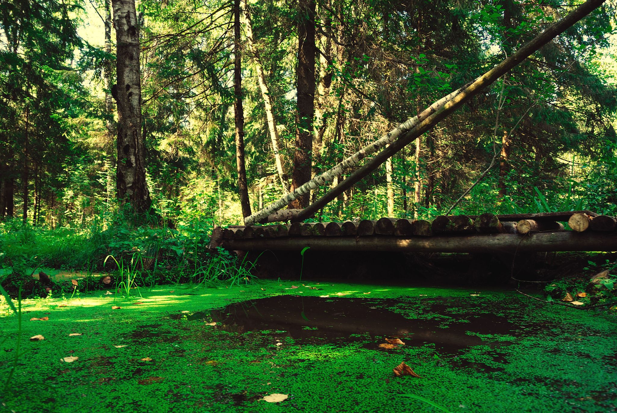 Blooms of duckweed in the forest river - Scenic views of the ...