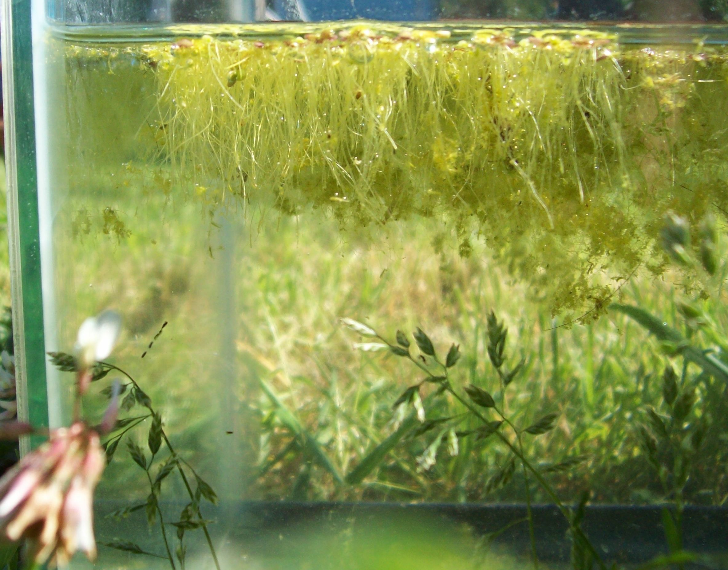 A side view of my new duckweed growing in my backup tank. | Duckweed ...