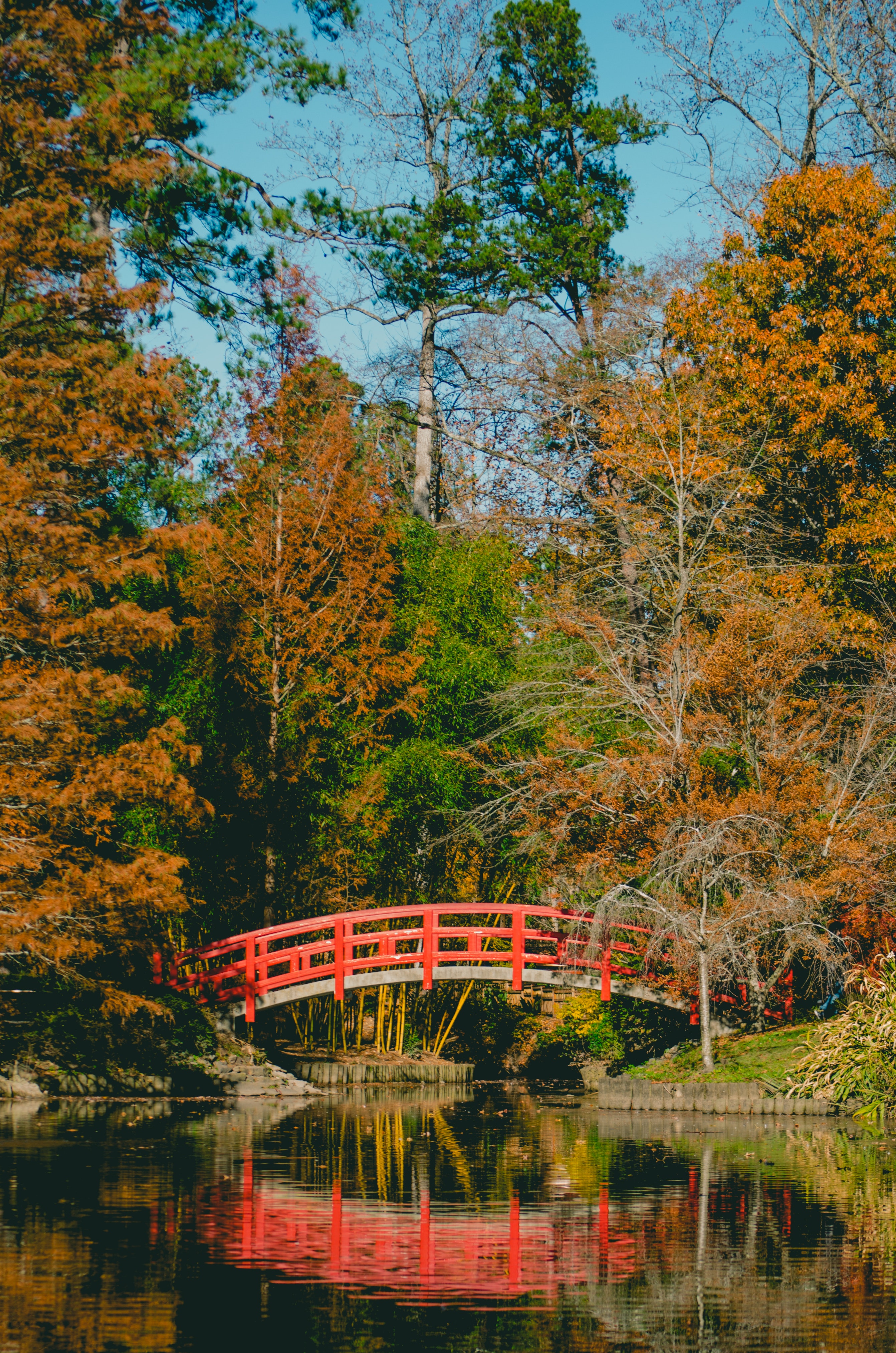 Bridge surrounded by trees photo