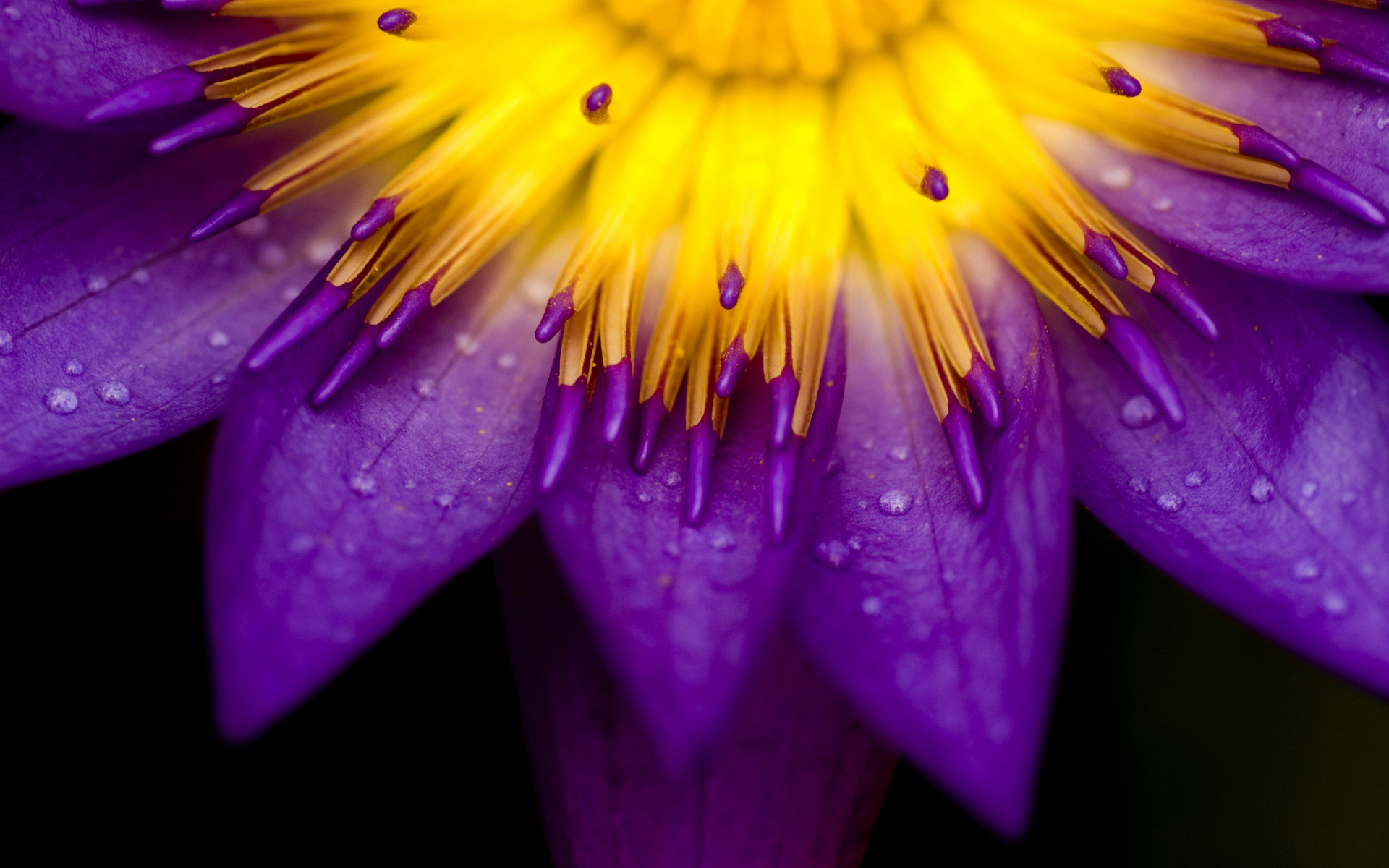 Yellow and purple petals of flower - Bright flower