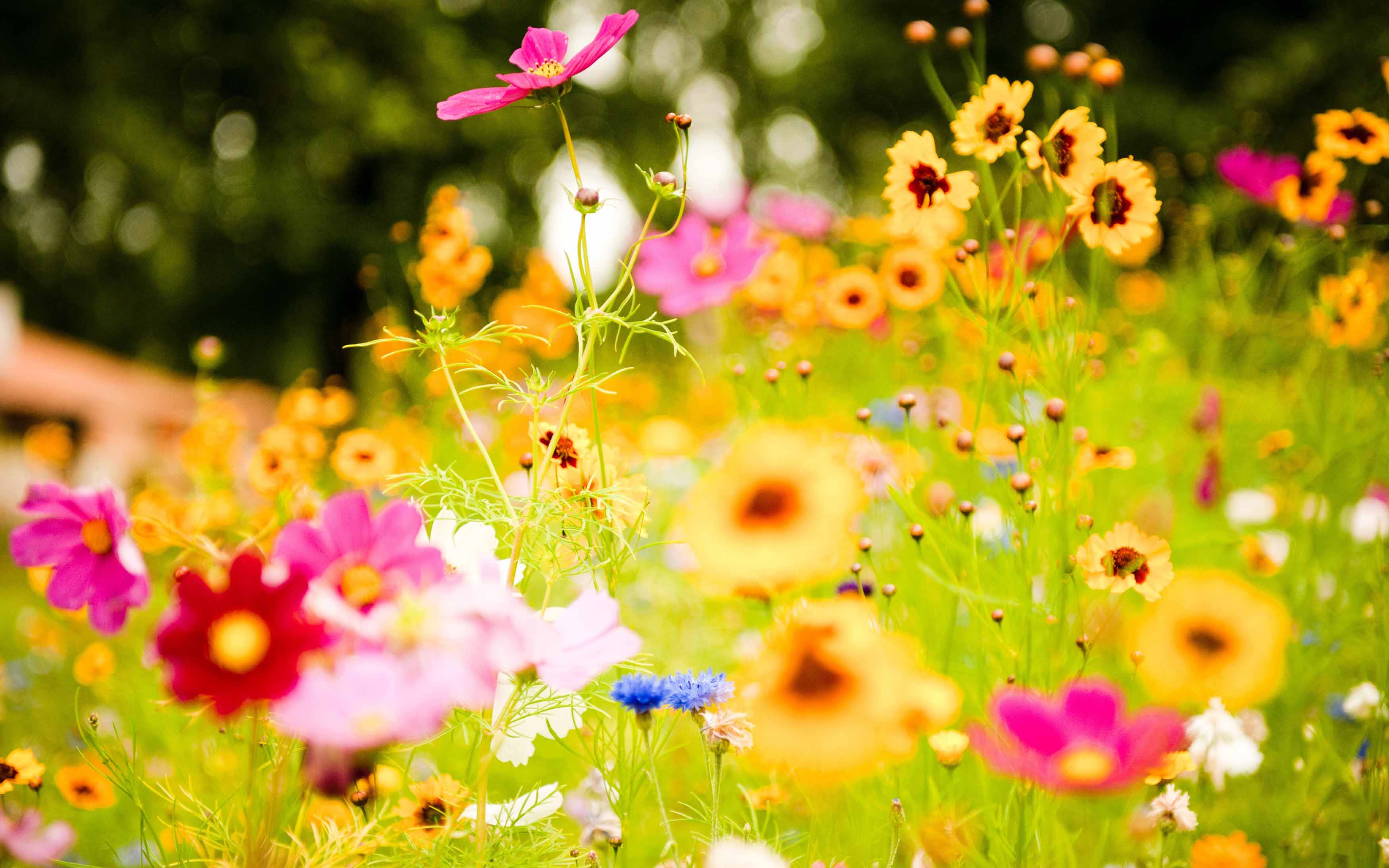 bright flower wallpaper Collection (62+)