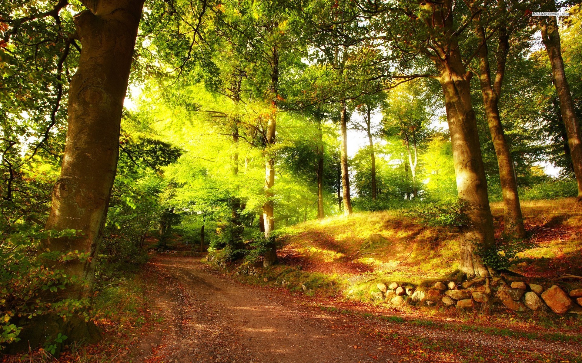 Forest Path Bright Sun Rays wallpapers | Forest Path Bright Sun Rays ...
