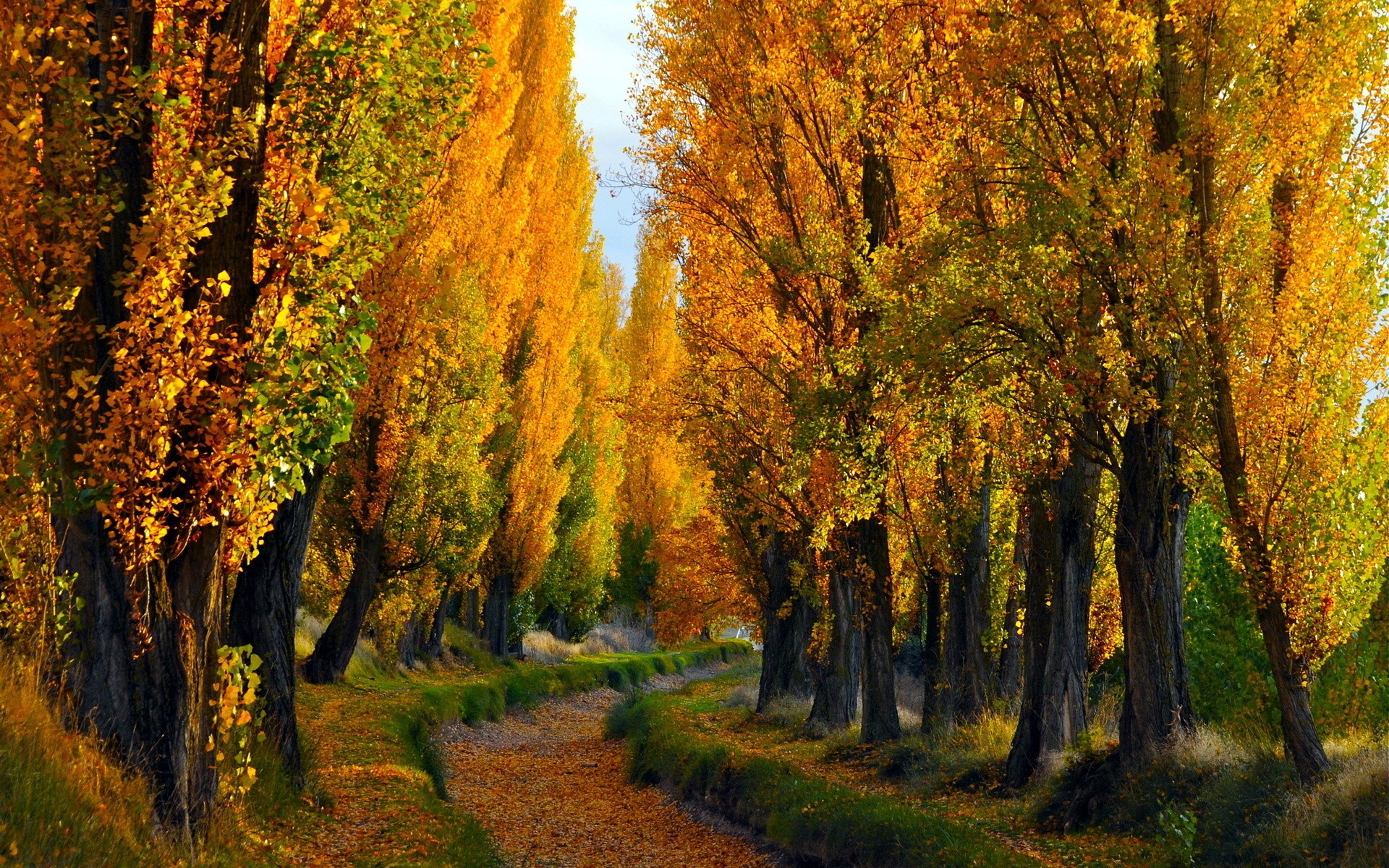 Trees: Color Landscapes Sunken Nature Fall Forest Leaves Roads ...