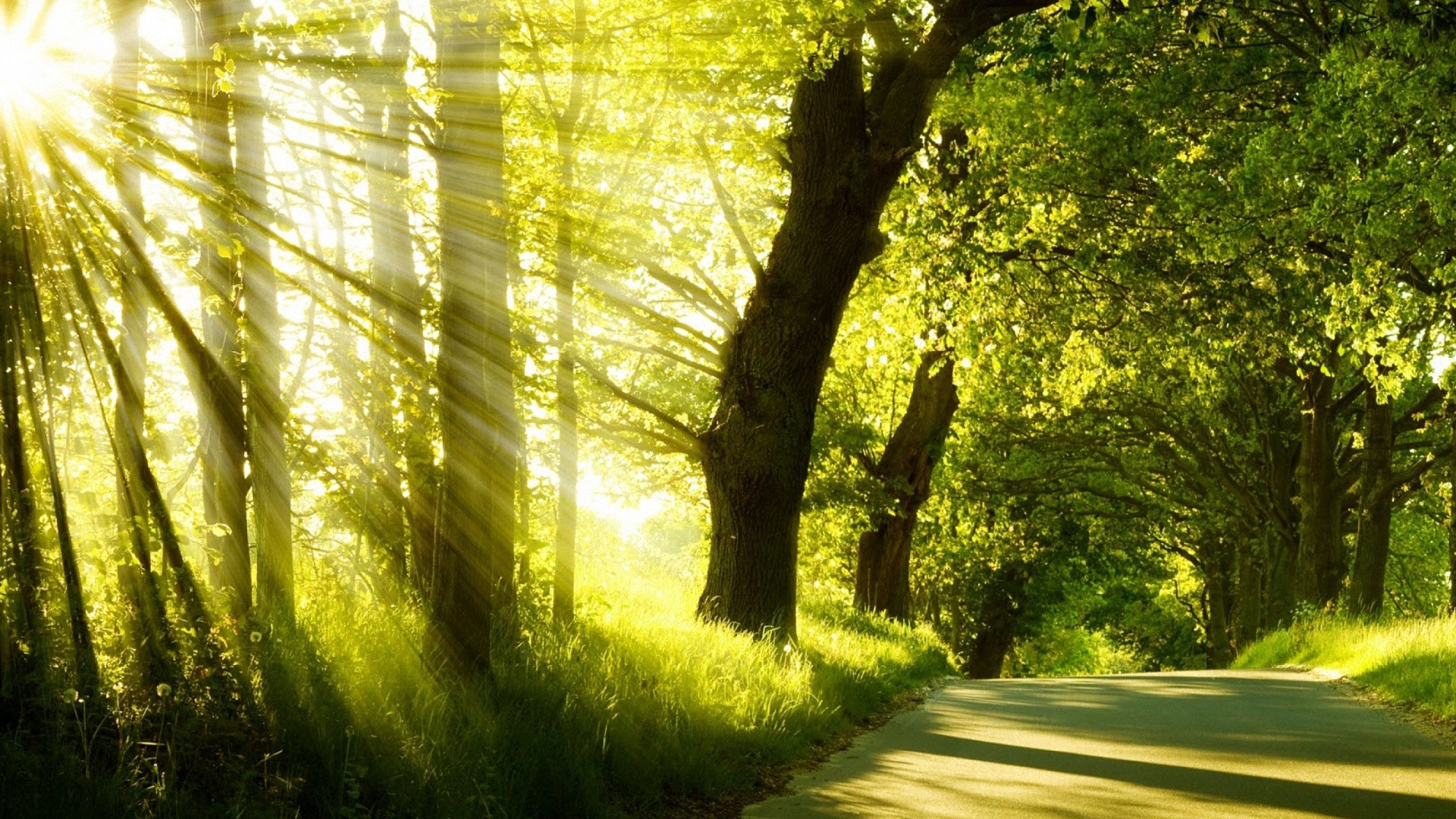 Bright Forest Path Sunlight Nature HD Wallpapers