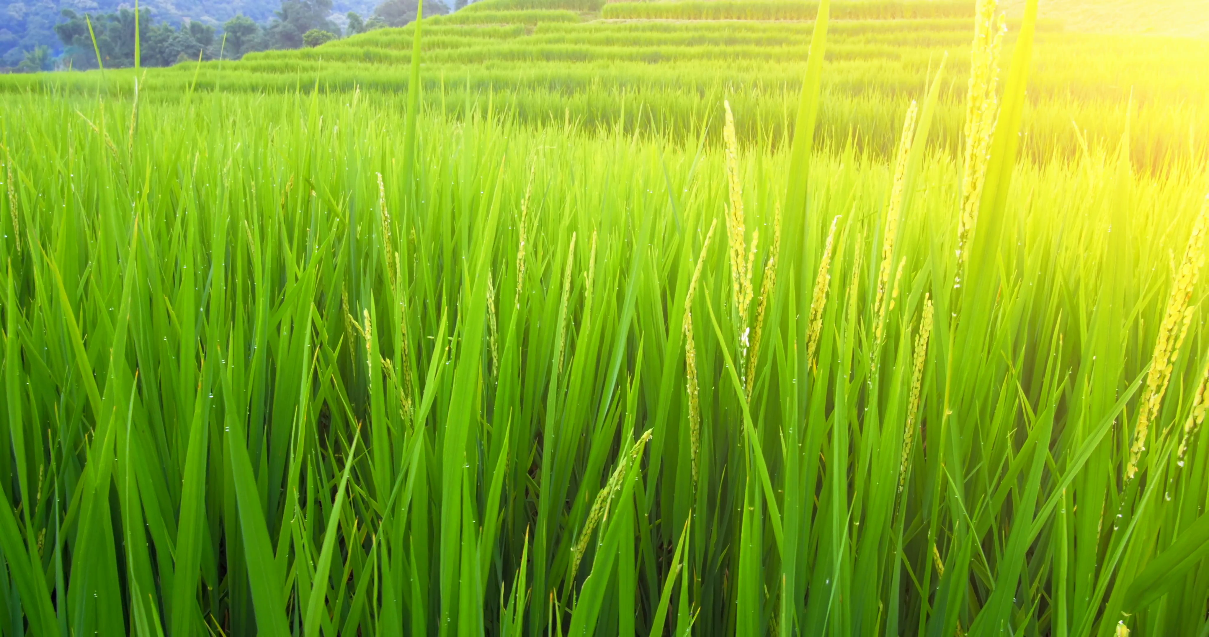 Green rice field paddy rural farm background and sun light ...