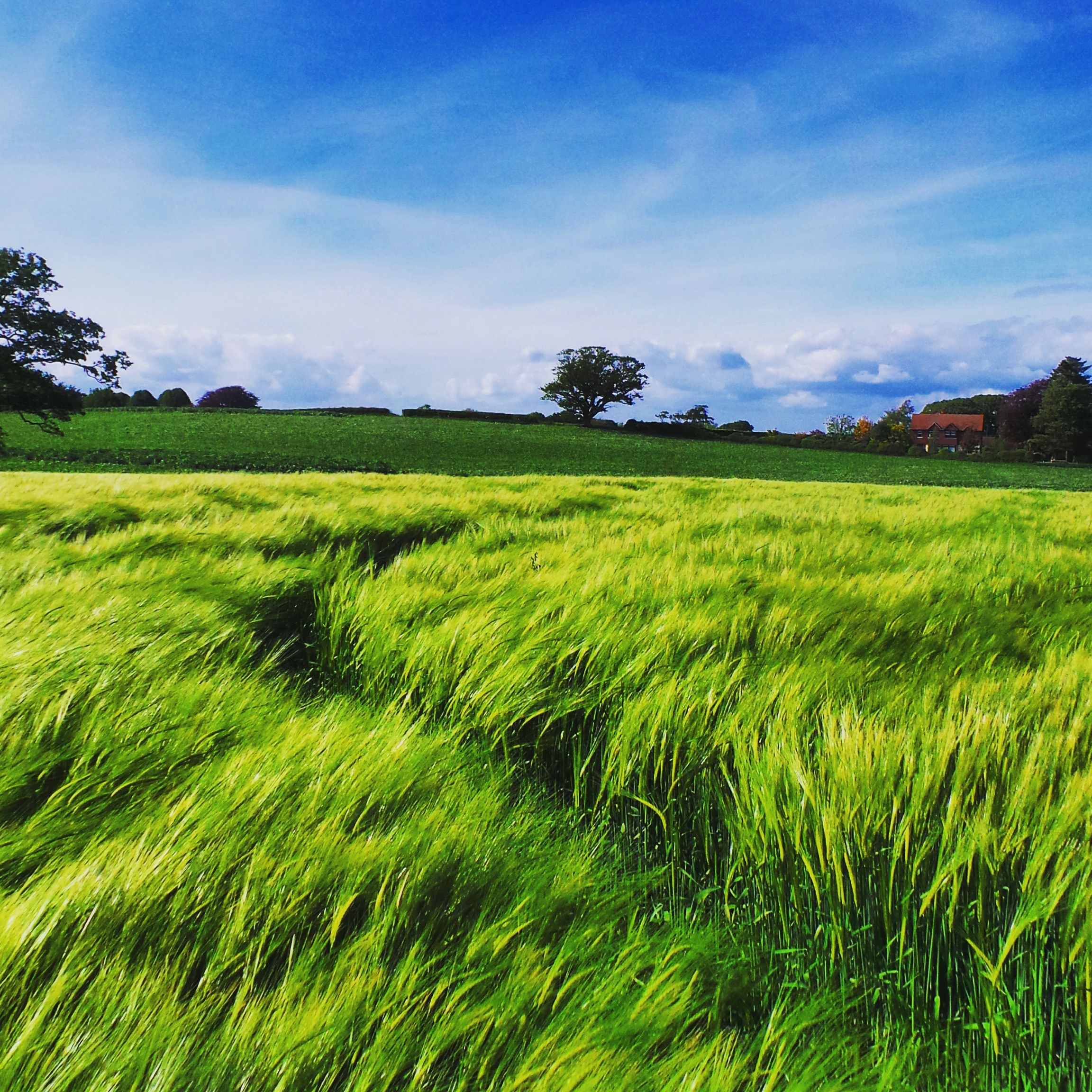 Walking through a bright green field of barley being blown by the ...