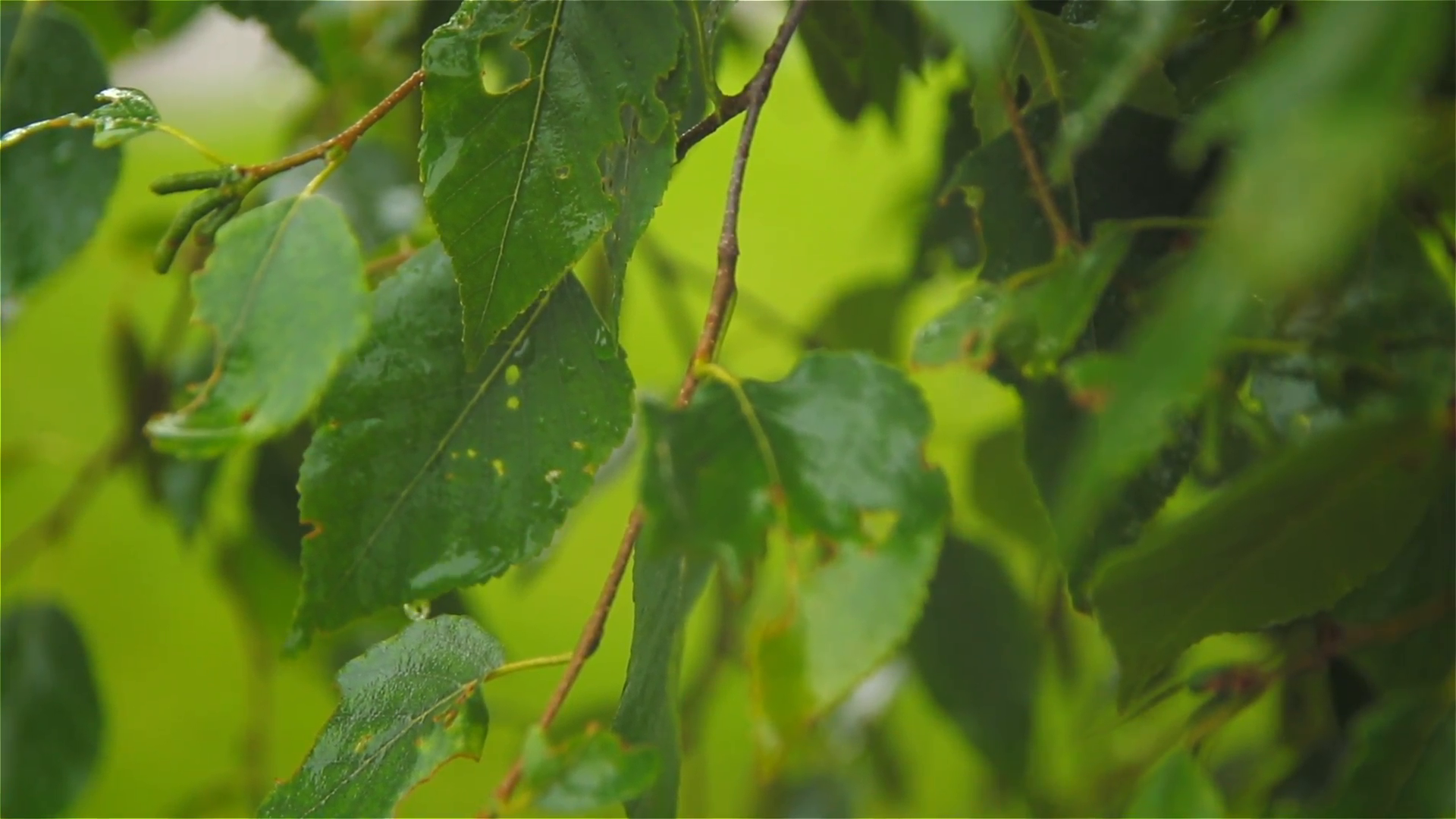 Rain Gently Falling on Bright Green Leaves Stock Video Footage ...
