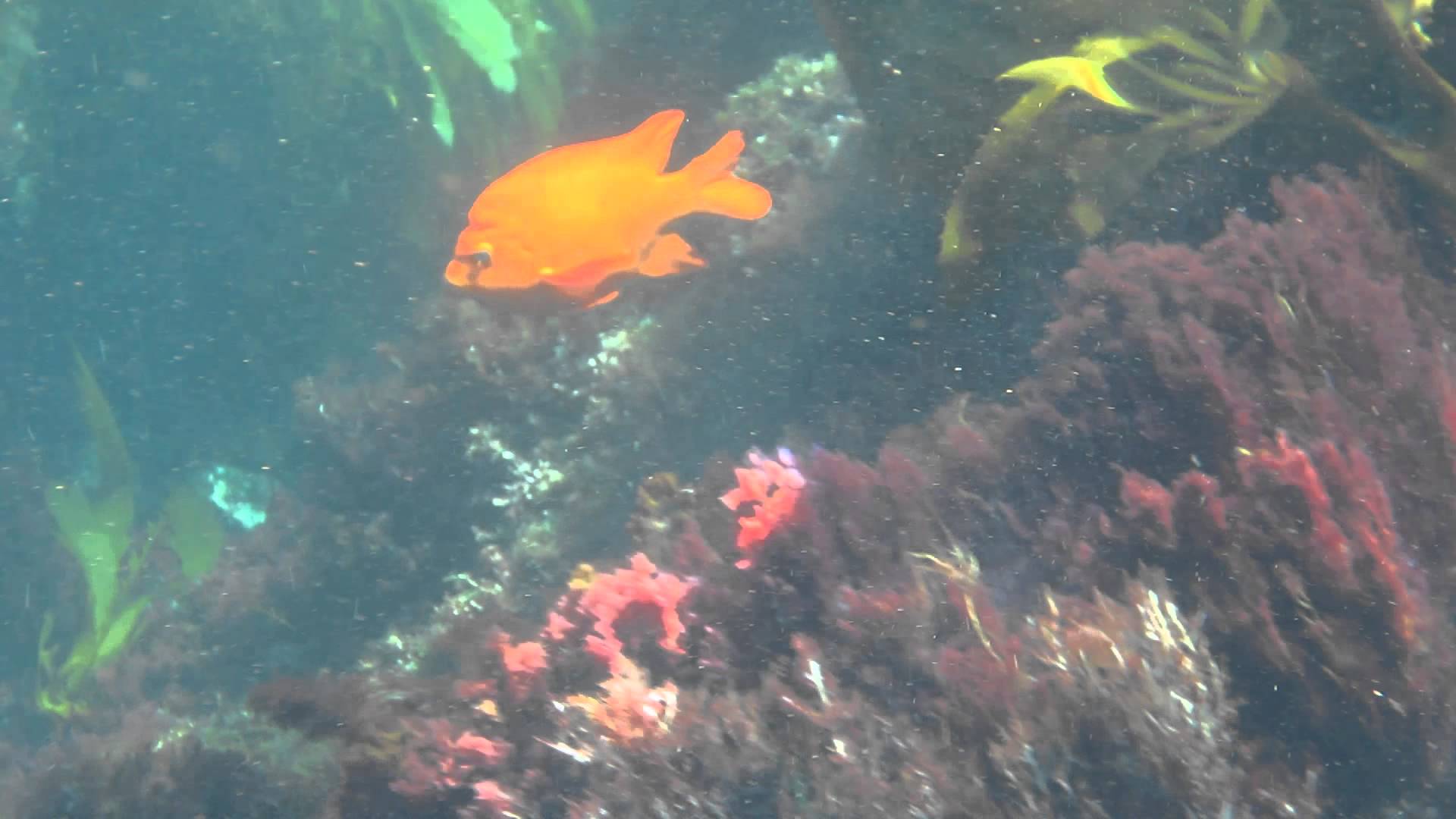 Bright Orange Garibaldi Fish Swimming In Kelp - Catalina Island ...