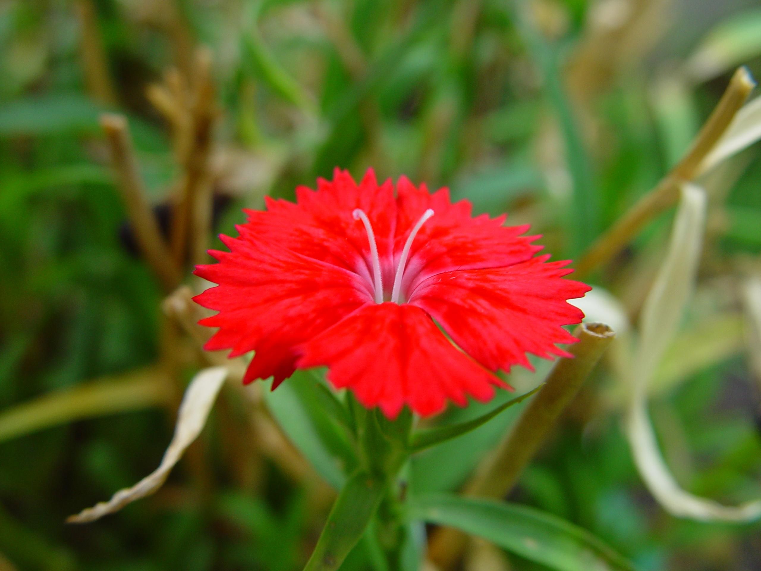Free picture: alien, hiding, bright, red flower