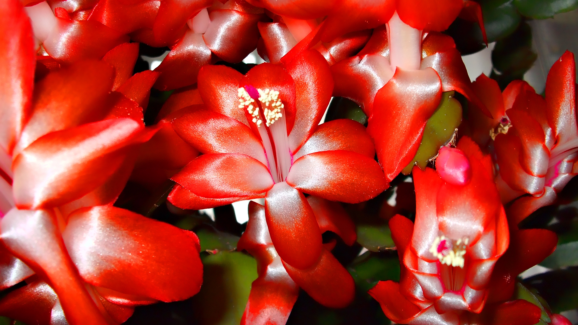 Download Wallpaper 1920x1080 flowers, red, bright, bunch, flower ...
