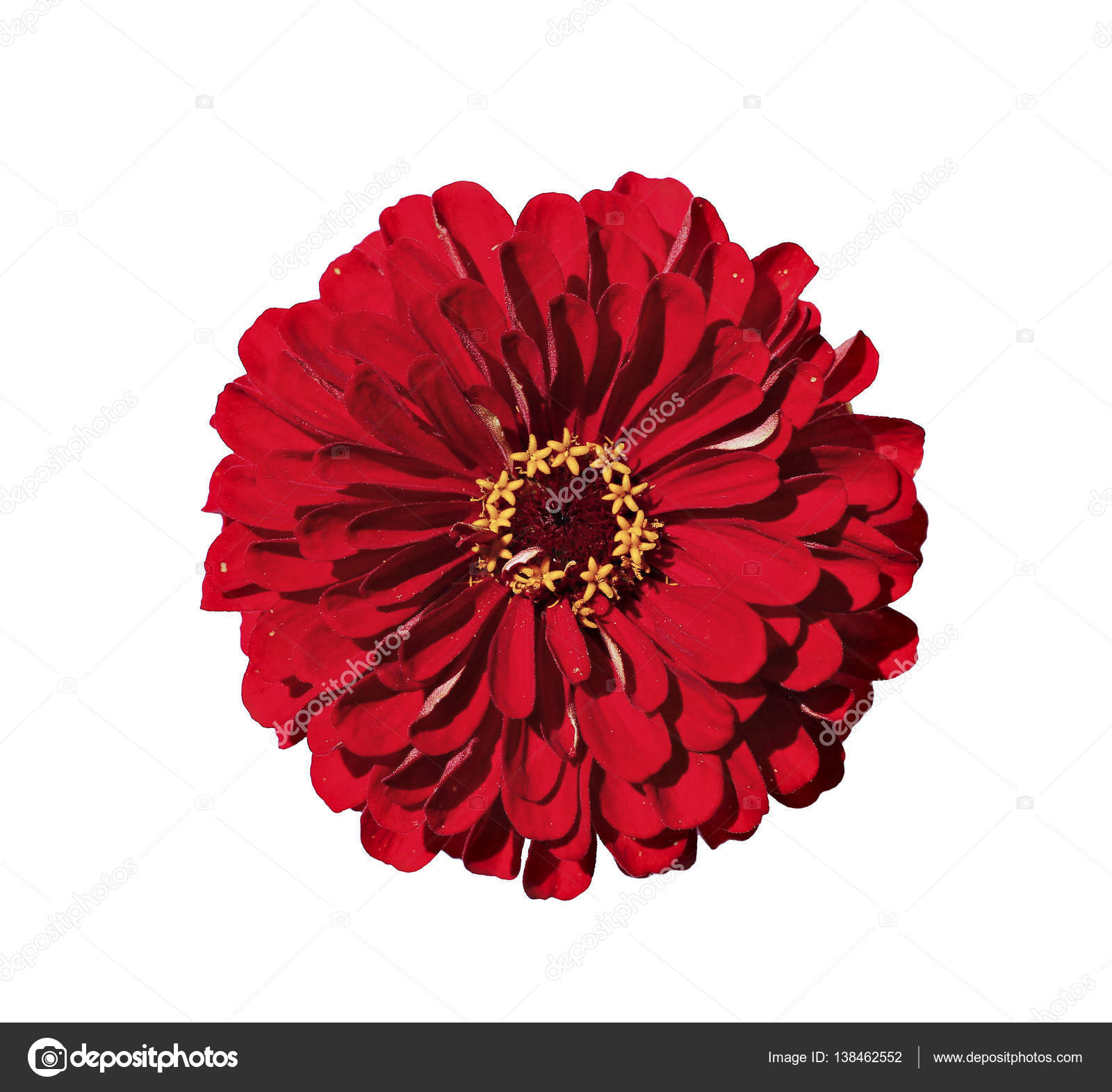 Bright red flower zinnia isolated — Stock Photo © Kingan77 #138462552
