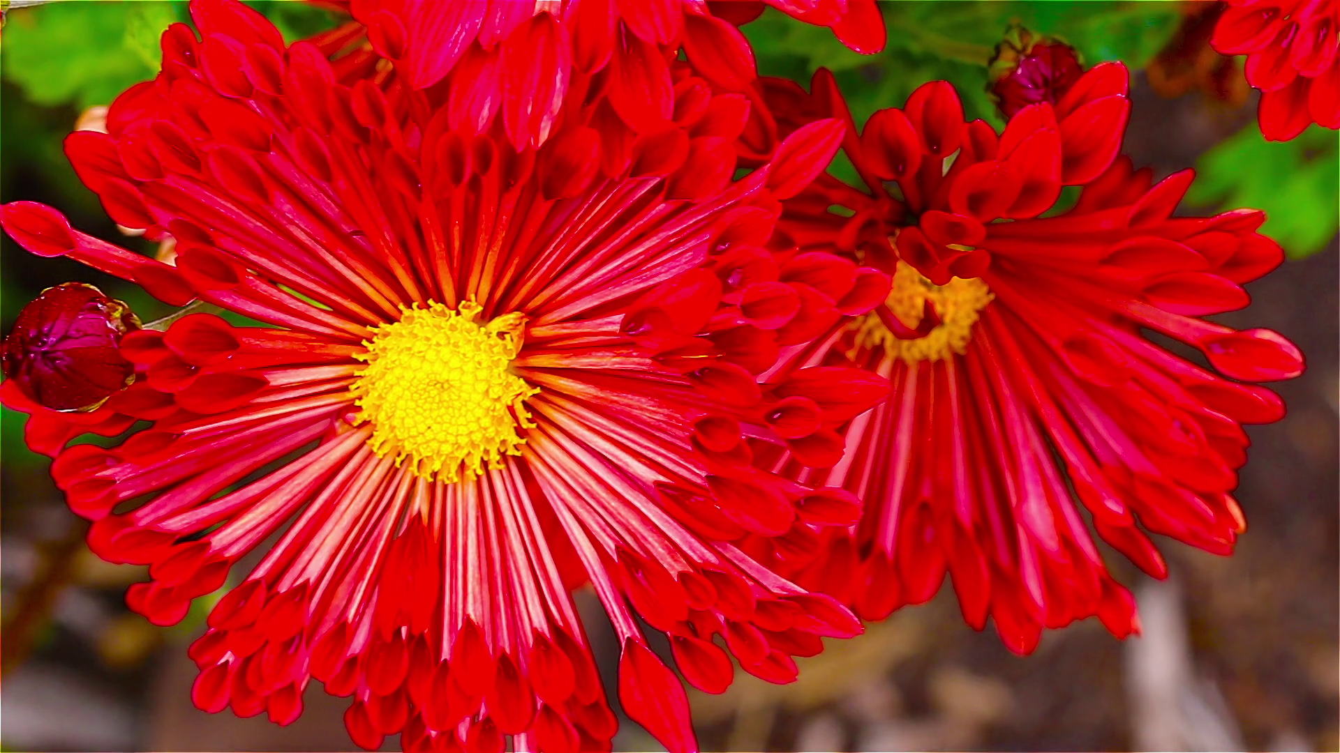 Bright red flowers in the garden Stock Video Footage - Videoblocks