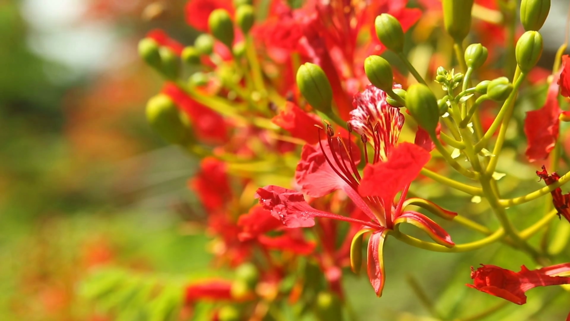 Bright red flowers and blossoms being pollenated - closeup macro ...