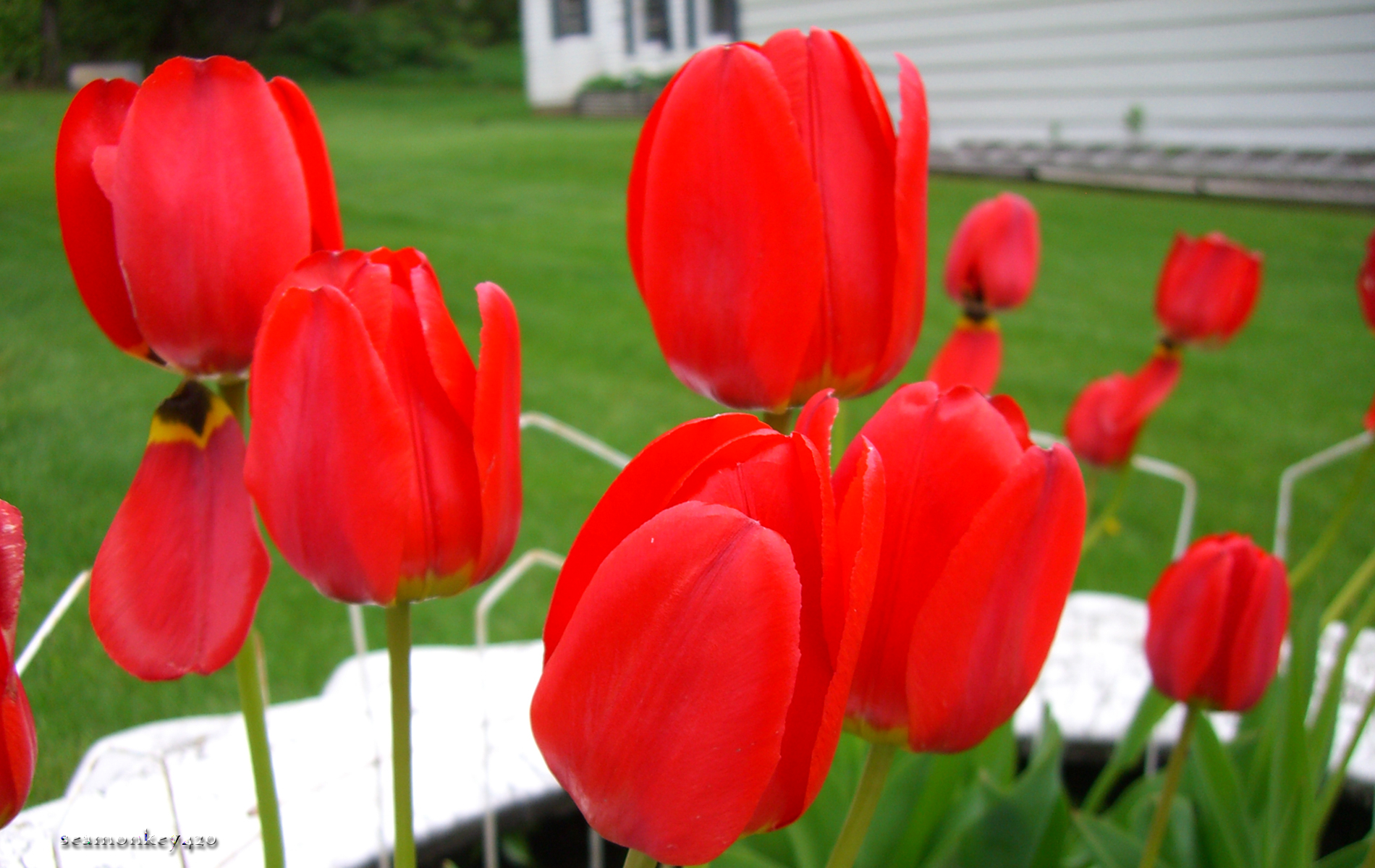 bright red flowers by jimmyselix on DeviantArt