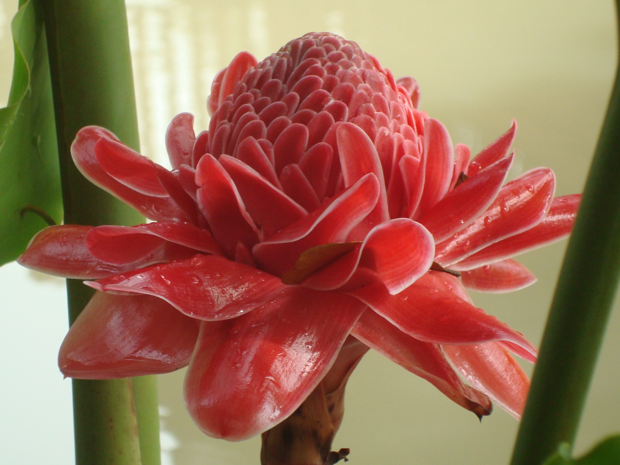 Bright red tropical flower photo