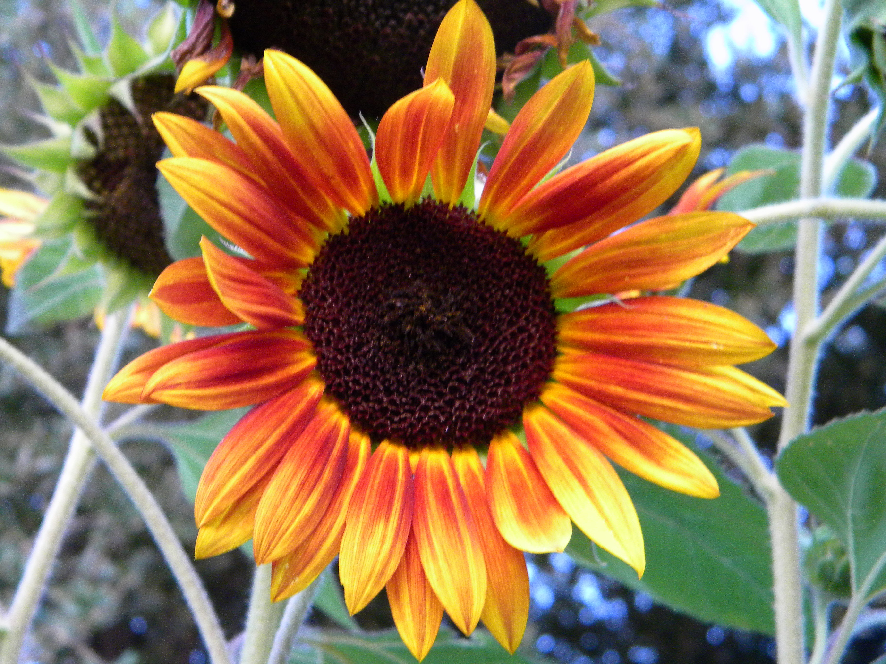 File:Bright sunflower 2009.JPG - Wikipedia