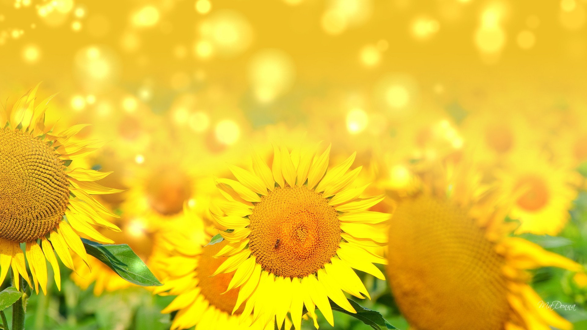 Yellow Sunflowers Sparkles Stars Flowers Bright Autumn Fall Glow ...